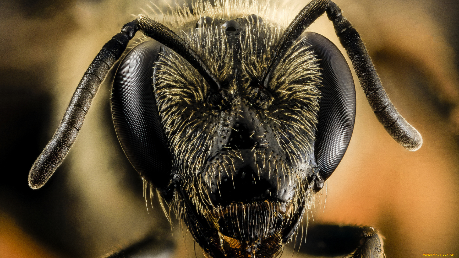 животные, пчелы, , осы, , шмели, макросъемка, насекомое