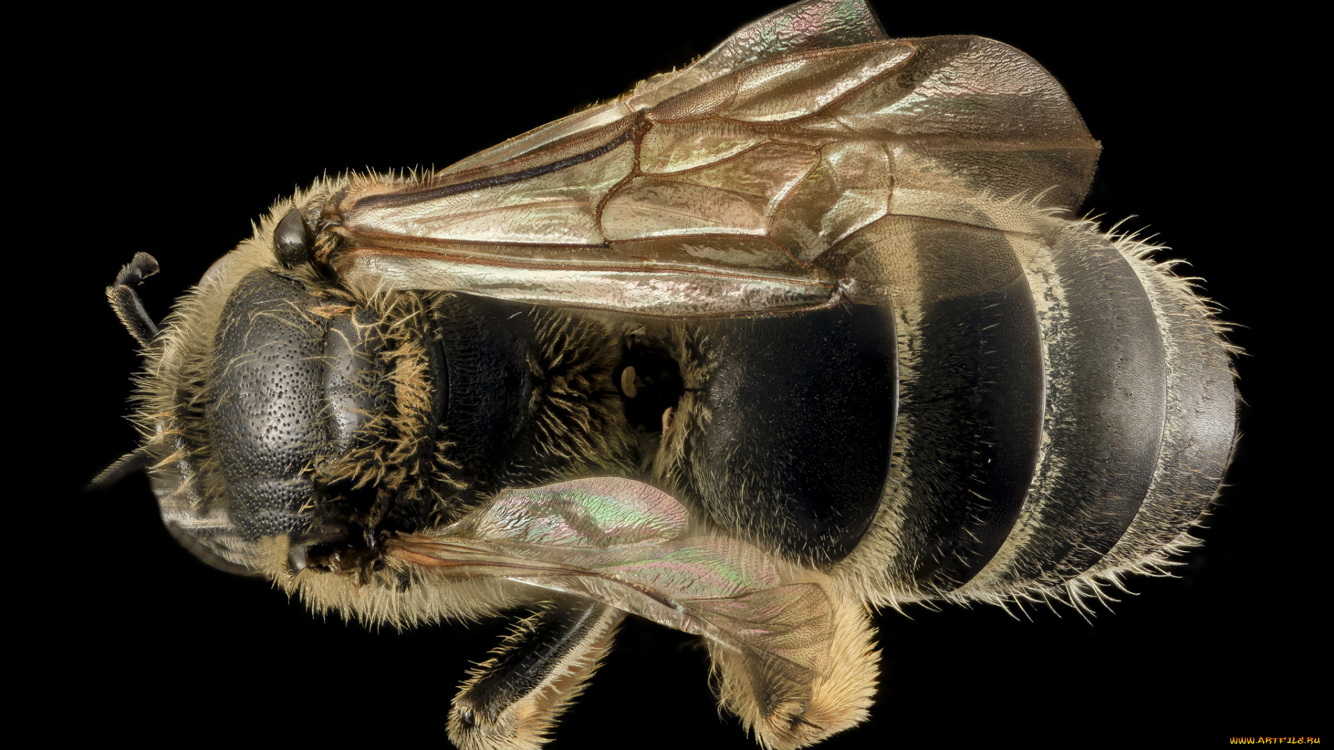 животные, пчелы, , осы, , шмели, макросъемка, насекомое