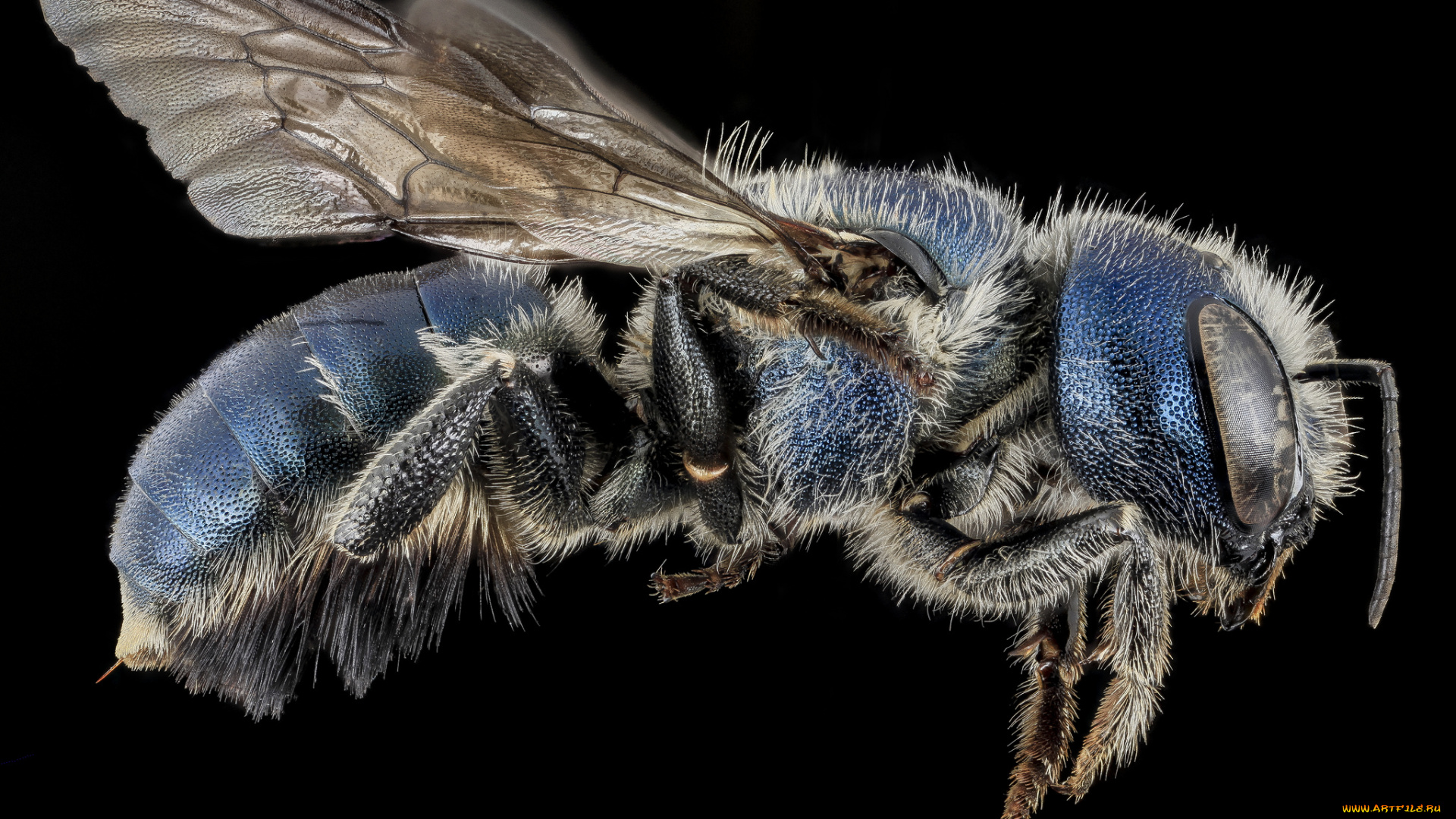 животные, пчелы, , осы, , шмели, насекомое, макросъемка