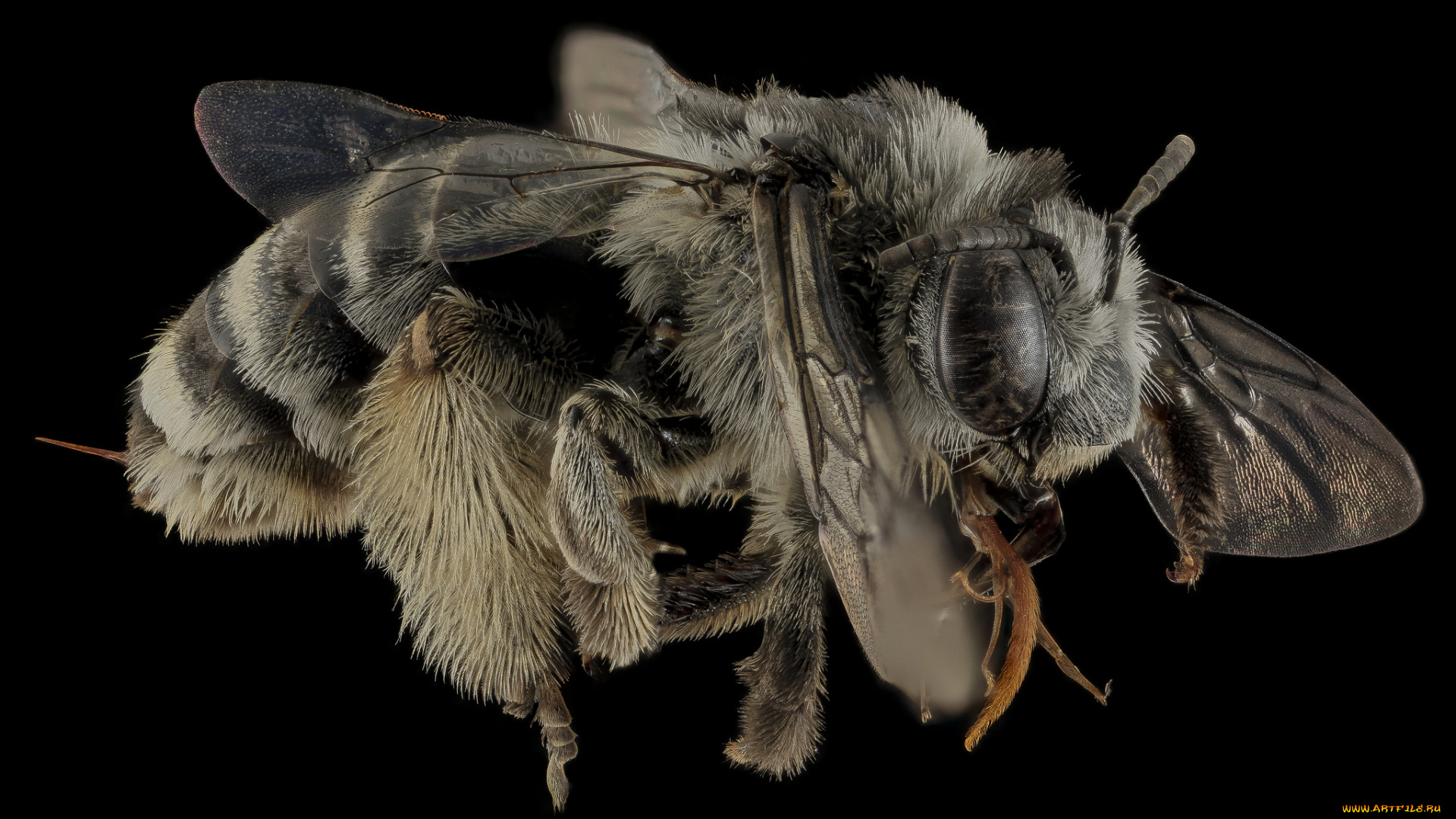 животные, пчелы, , осы, , шмели, насекомое, макросъемка