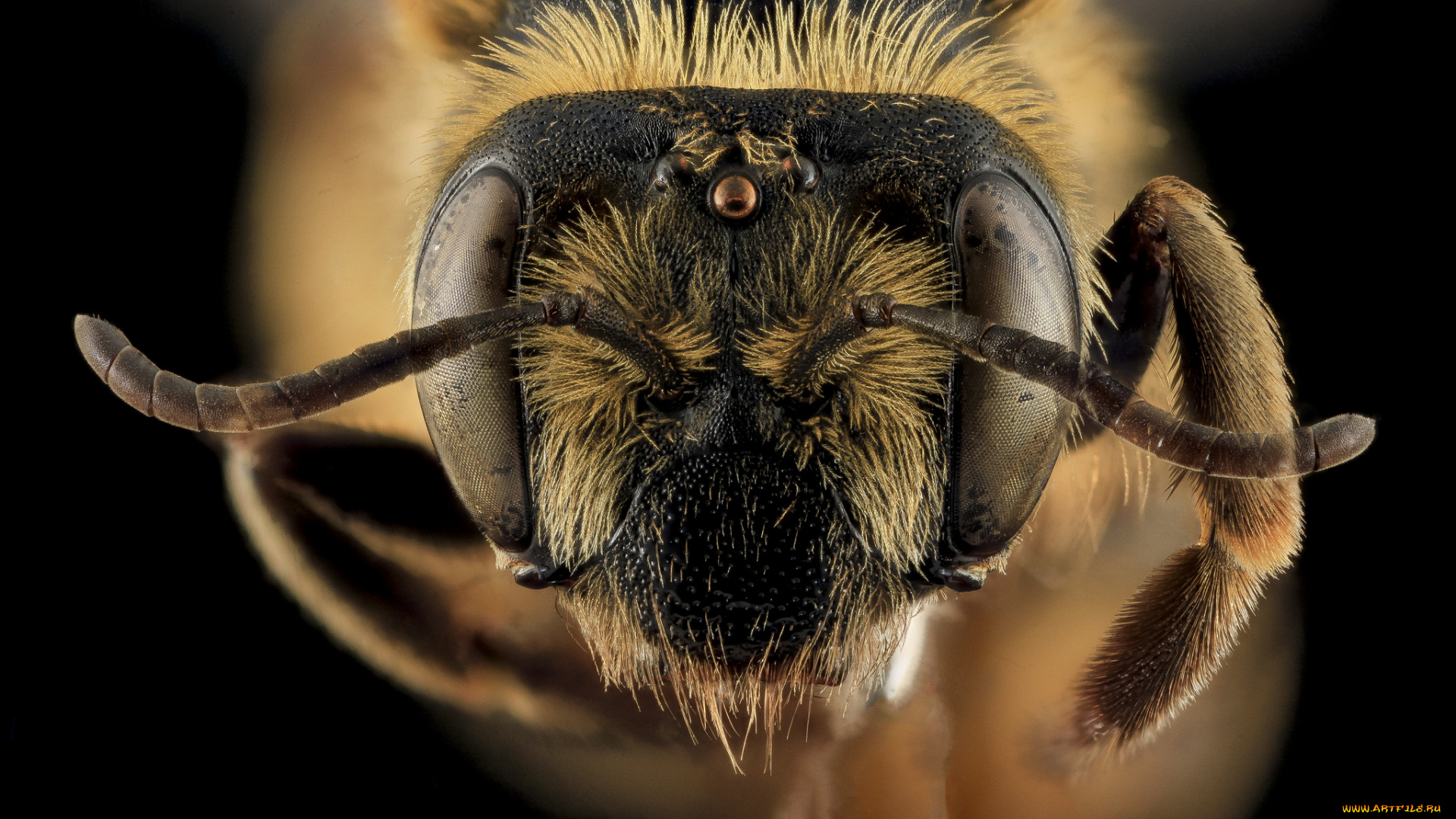 животные, пчелы, , осы, , шмели, насекомое, макросъемка