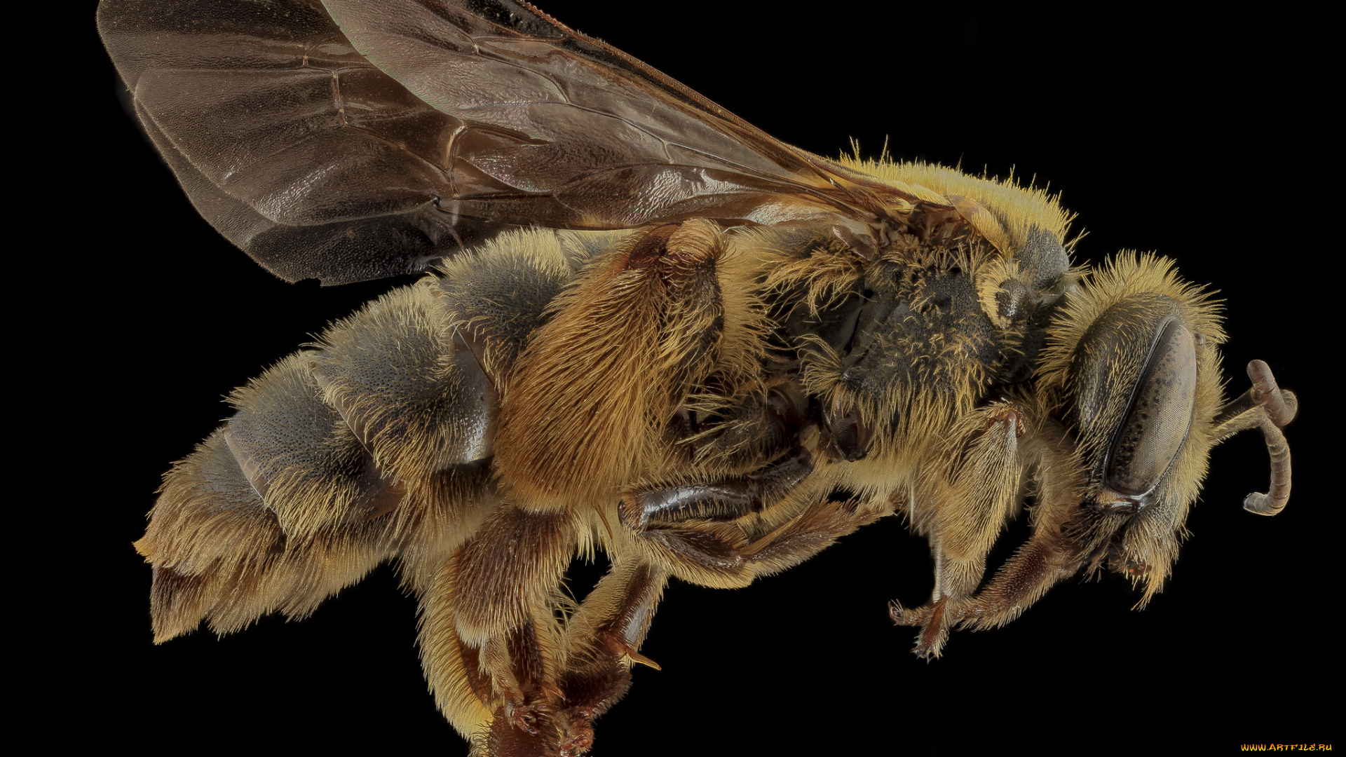 животные, пчелы, , осы, , шмели, насекомое, макросъемка