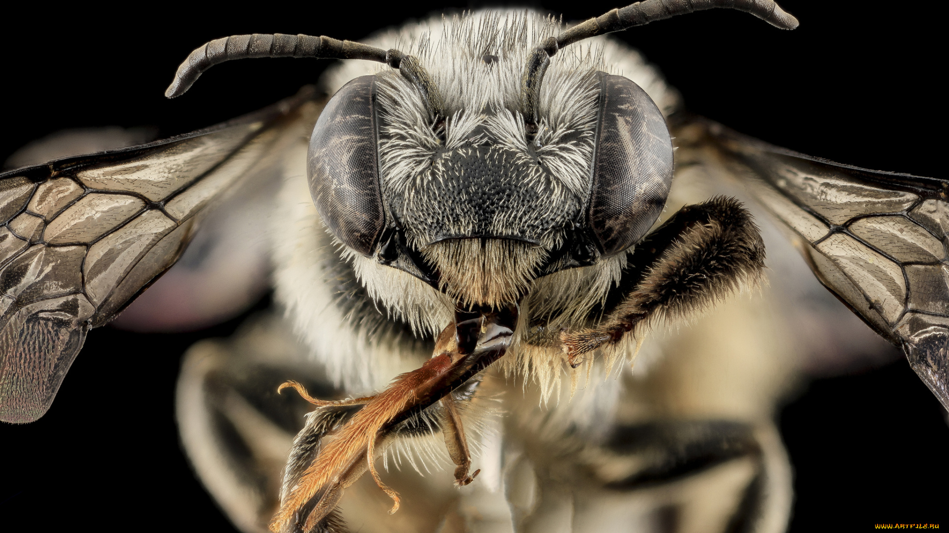 животные, пчелы, , осы, , шмели, насекомое, макросъемка