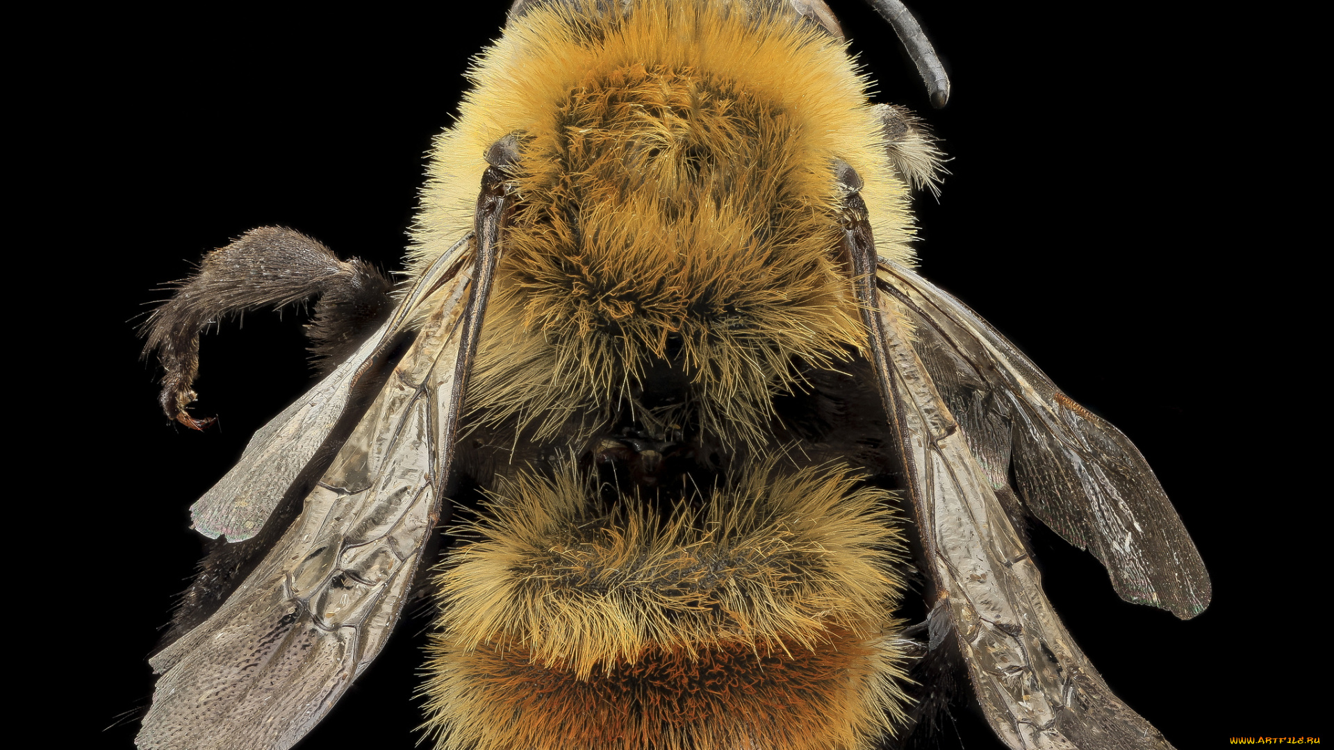 животные, пчелы, , осы, , шмели, насекомое, макросъемка