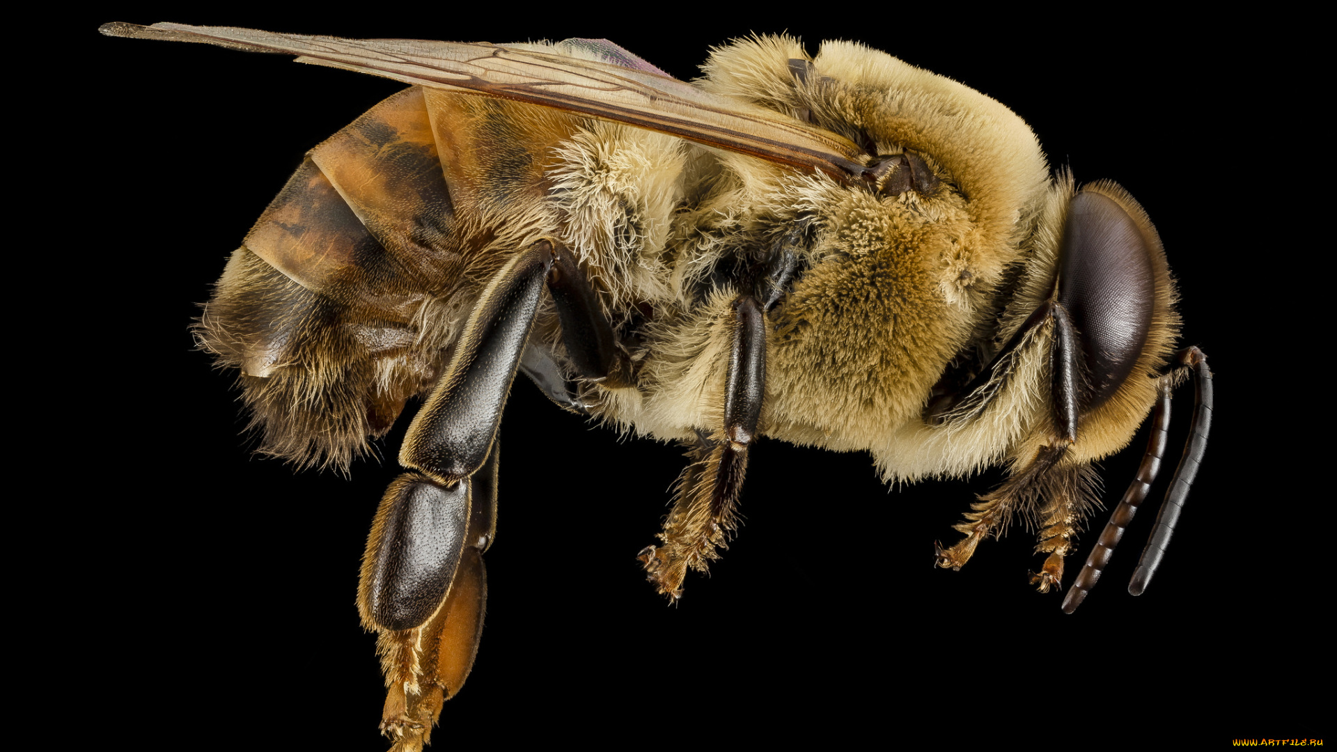 животные, пчелы, , осы, , шмели, насекомое, макросъемка