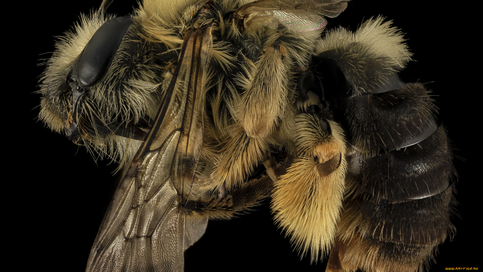 животные, пчелы, , осы, , шмели, насекомое, макросъемка