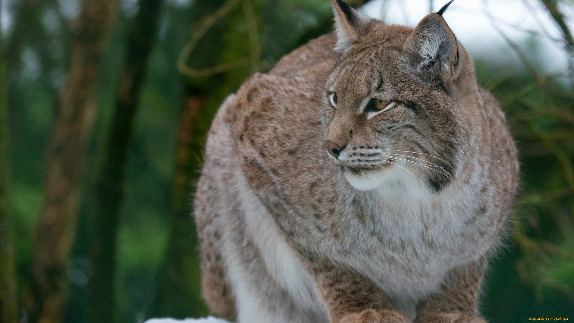 животные, рыси, кошка