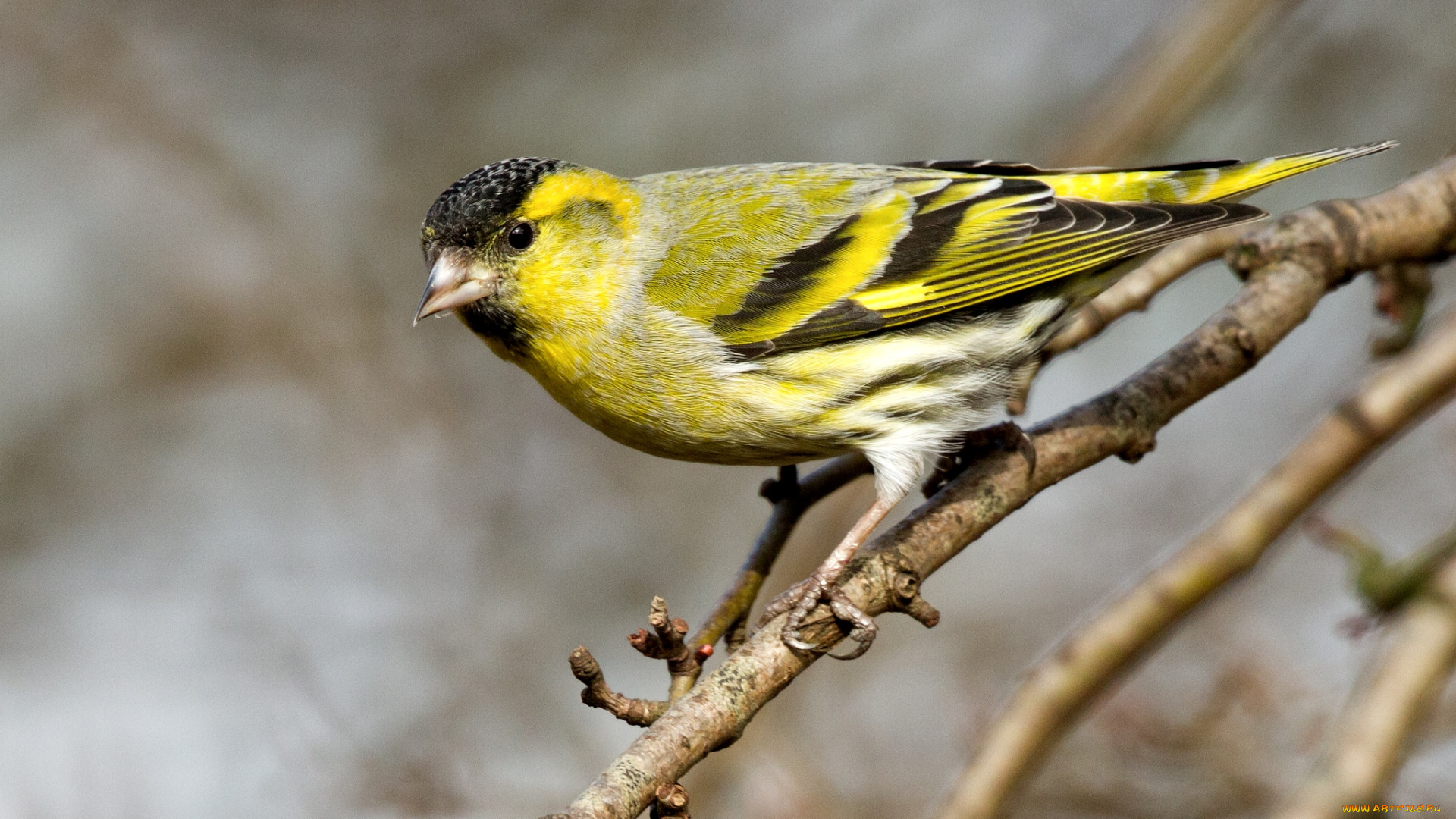 животные, щеглы, , чижи, чиж