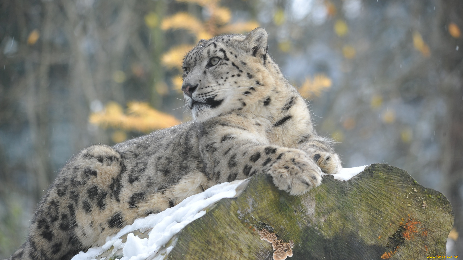 животные, снежный, барс, , ирбис, отдых, зима, кошка, барс