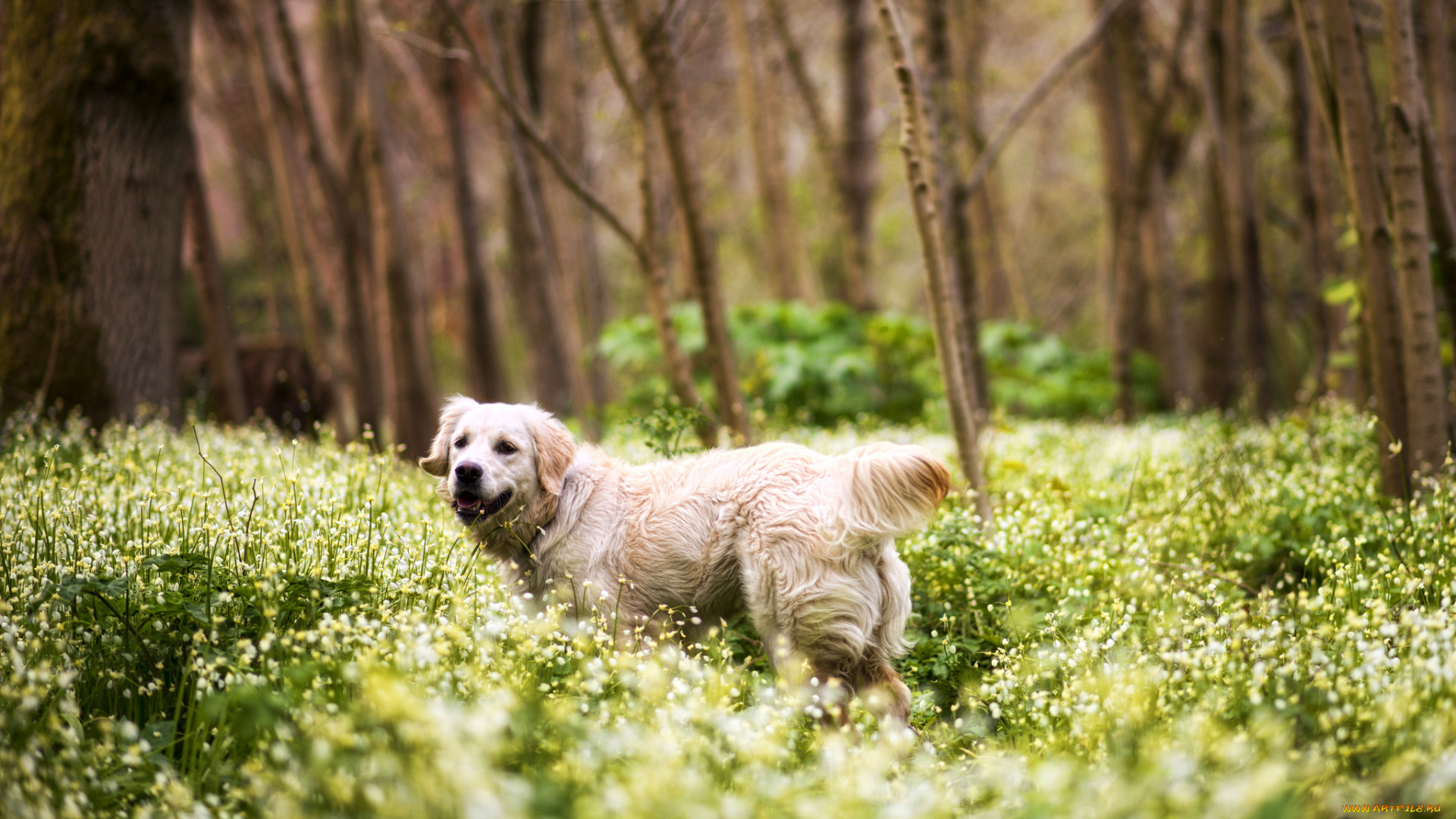 животные, собаки, ретривер, деревья, цветы, трава, лес