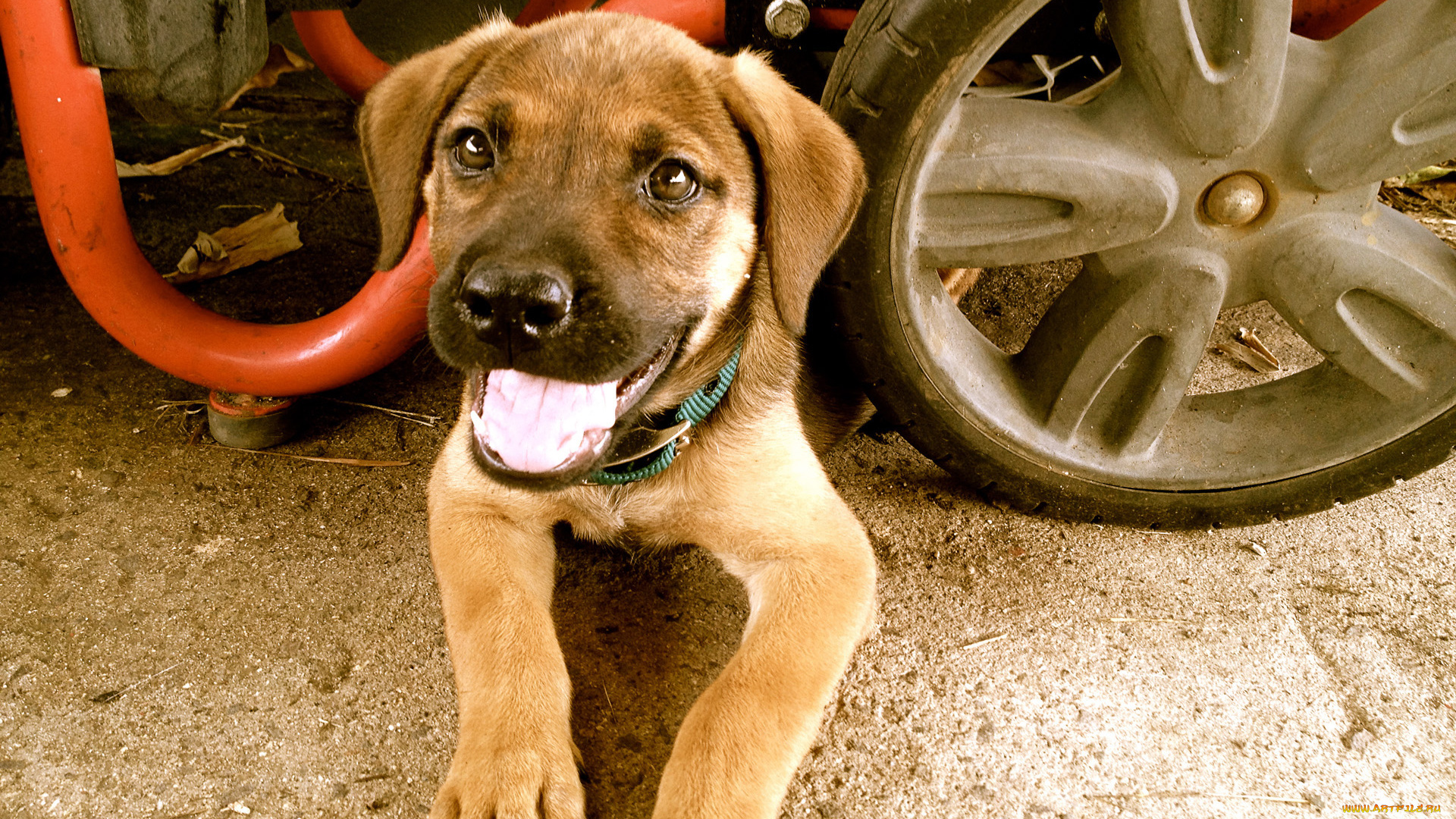 животные, собаки, собака