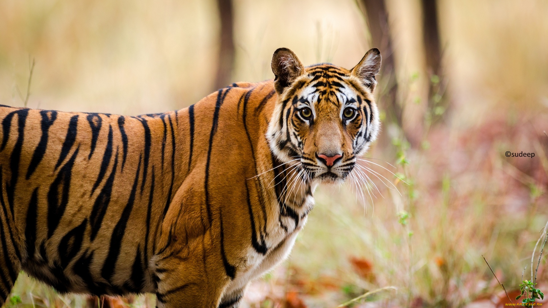 животные, тигры, полоски, морда, кошка, бенгальский