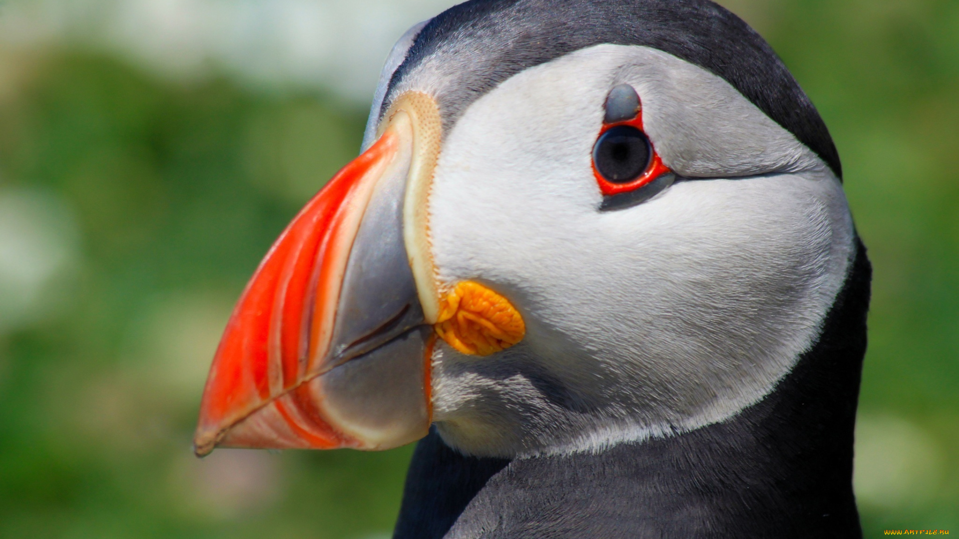 животные, тупики, клюв, портрет