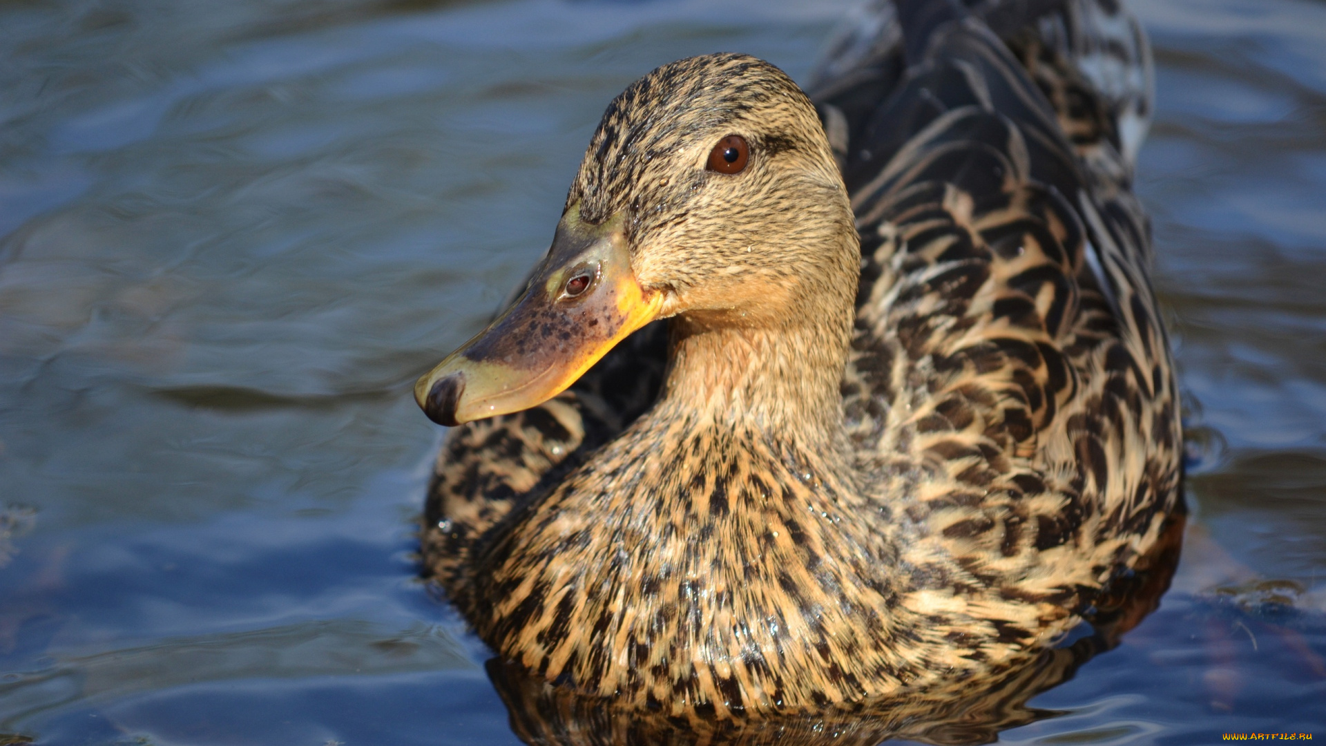 животные, утки, рябь, вода, клюв
