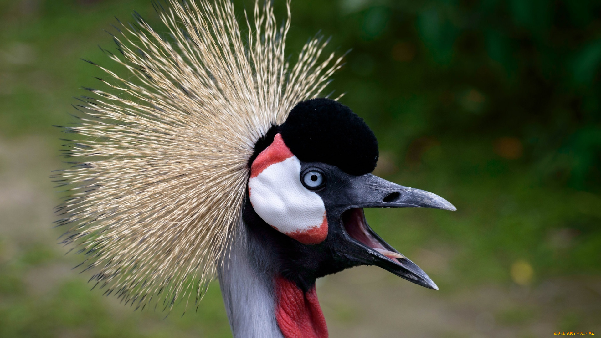 животные, журавли, клюв, птица, хохолок