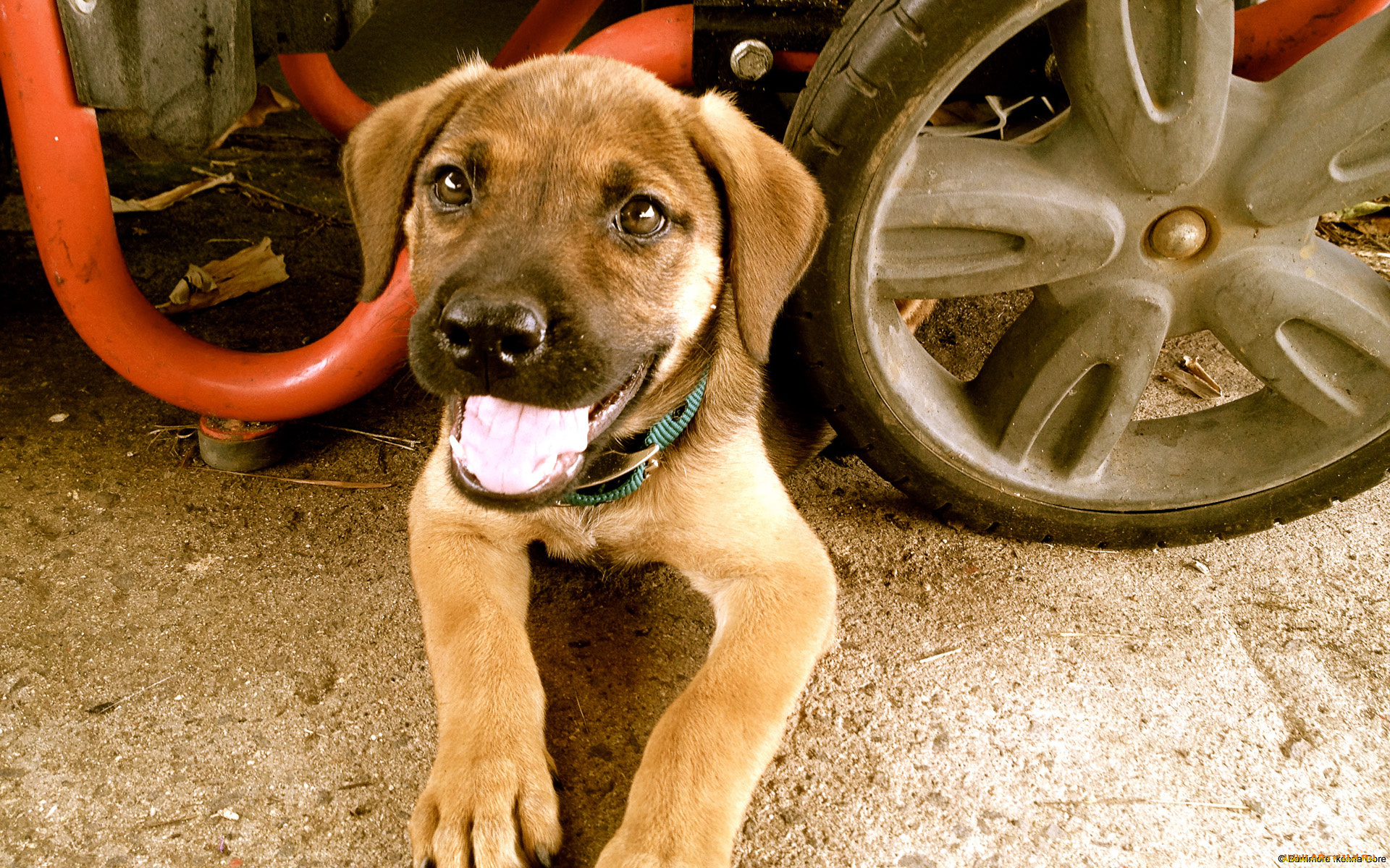 животные, собаки, собака