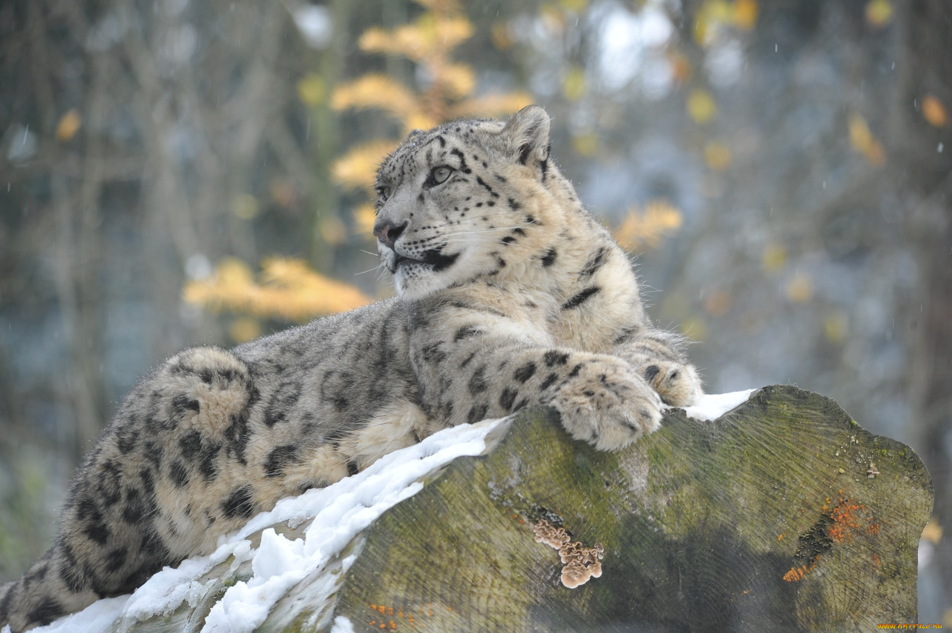 животные, снежный, барс, , ирбис, отдых, зима, кошка, барс