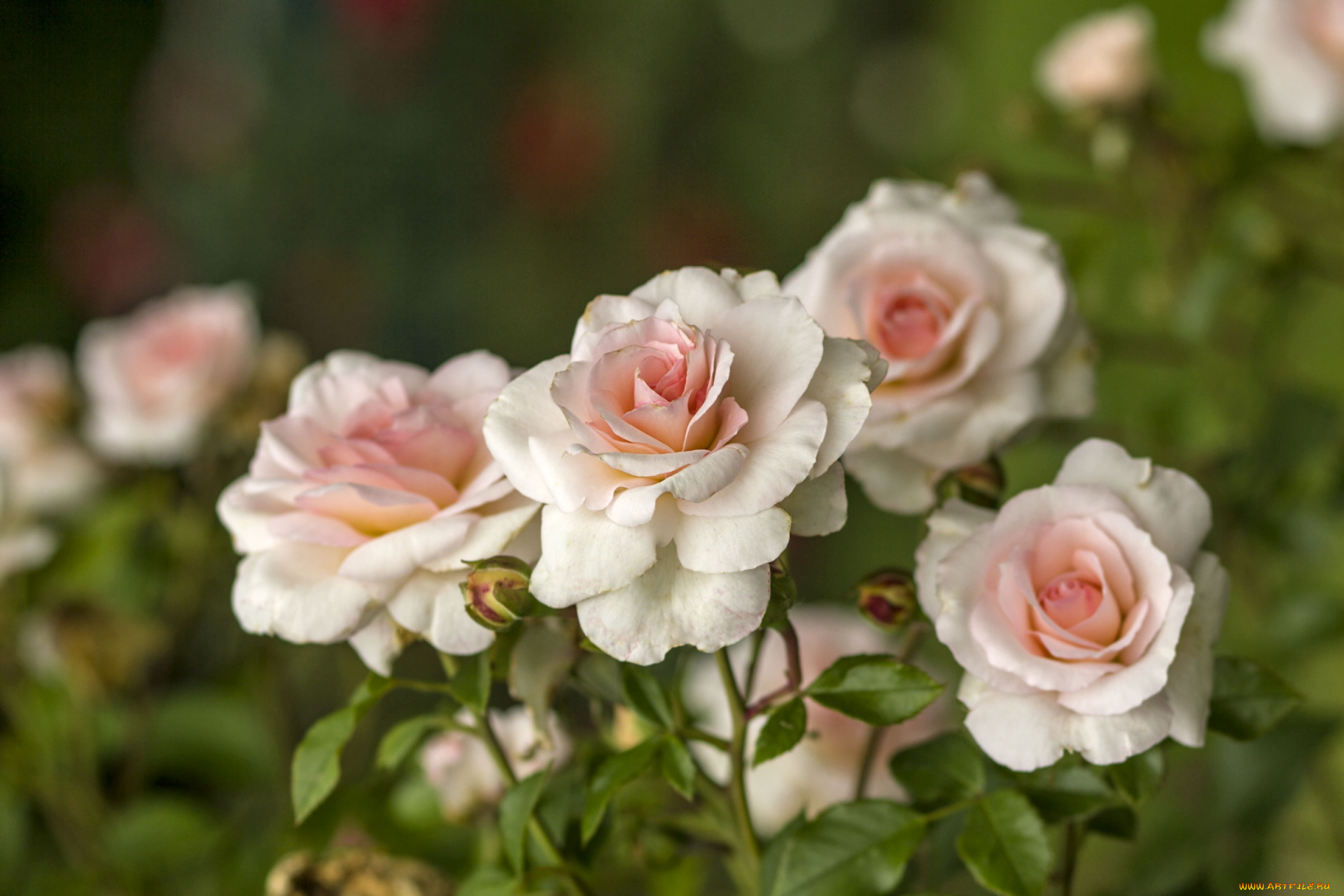 цветы, розы, нежность