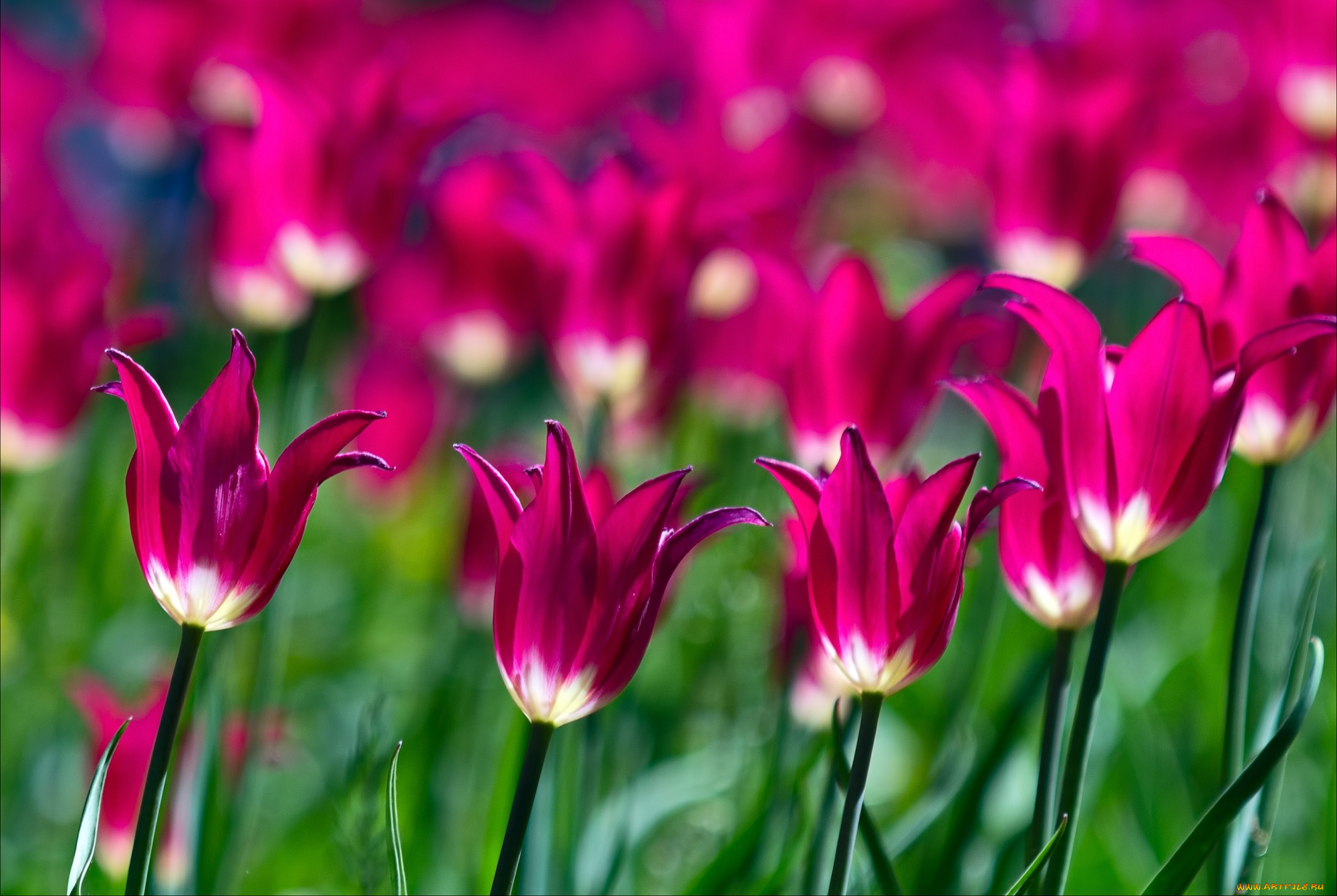 цветы, тюльпаны, малиновый