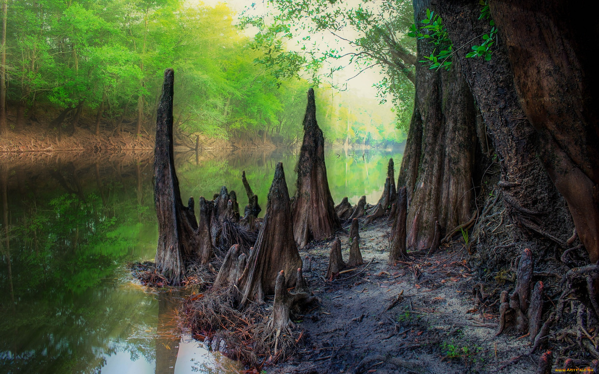 природа, реки, озера, река, лес