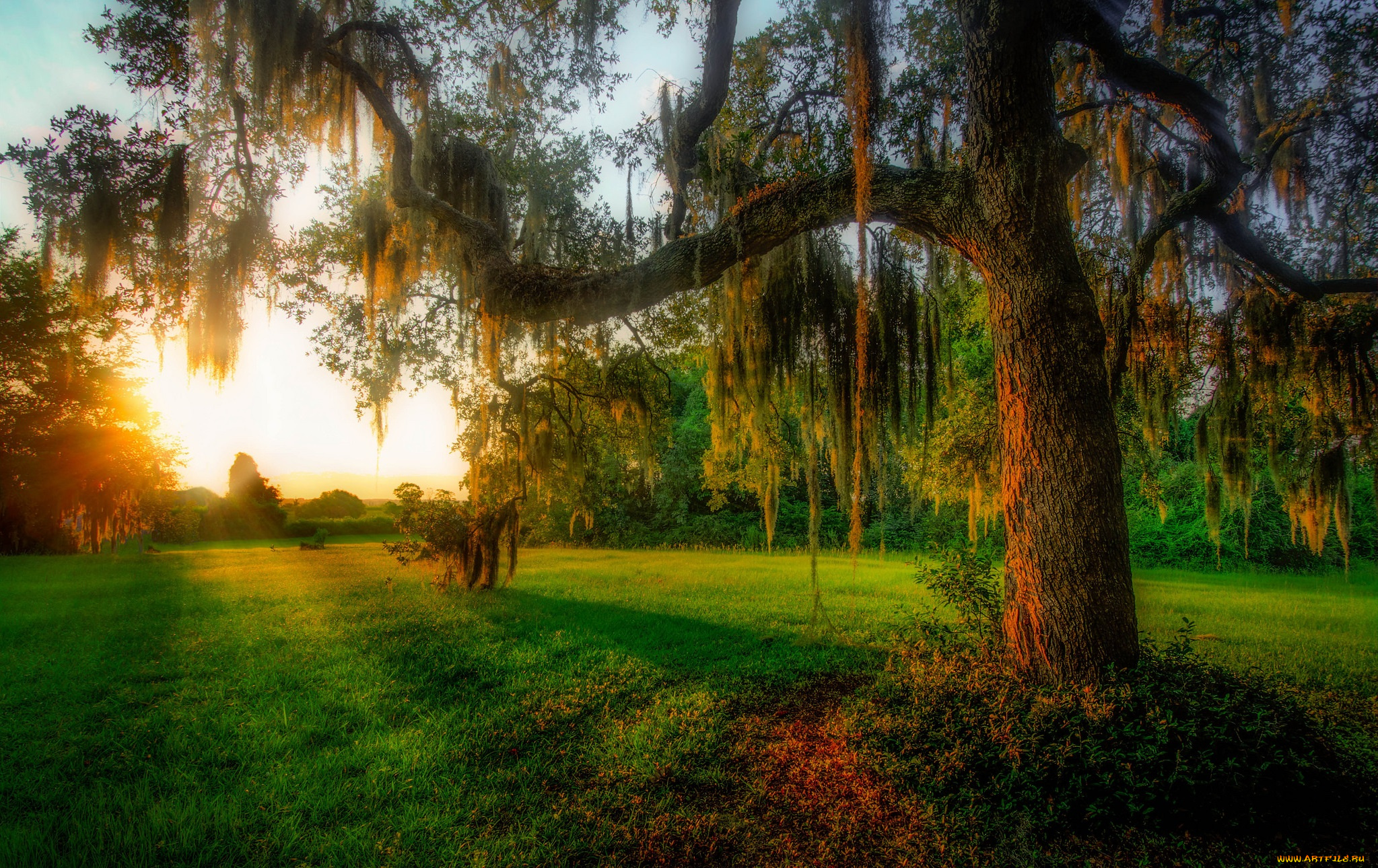 природа, восходы, закаты, свет, трава, поляна, лес