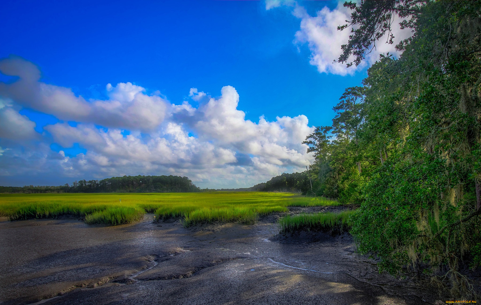 природа, пейзажи, лес, трава, поле, берег