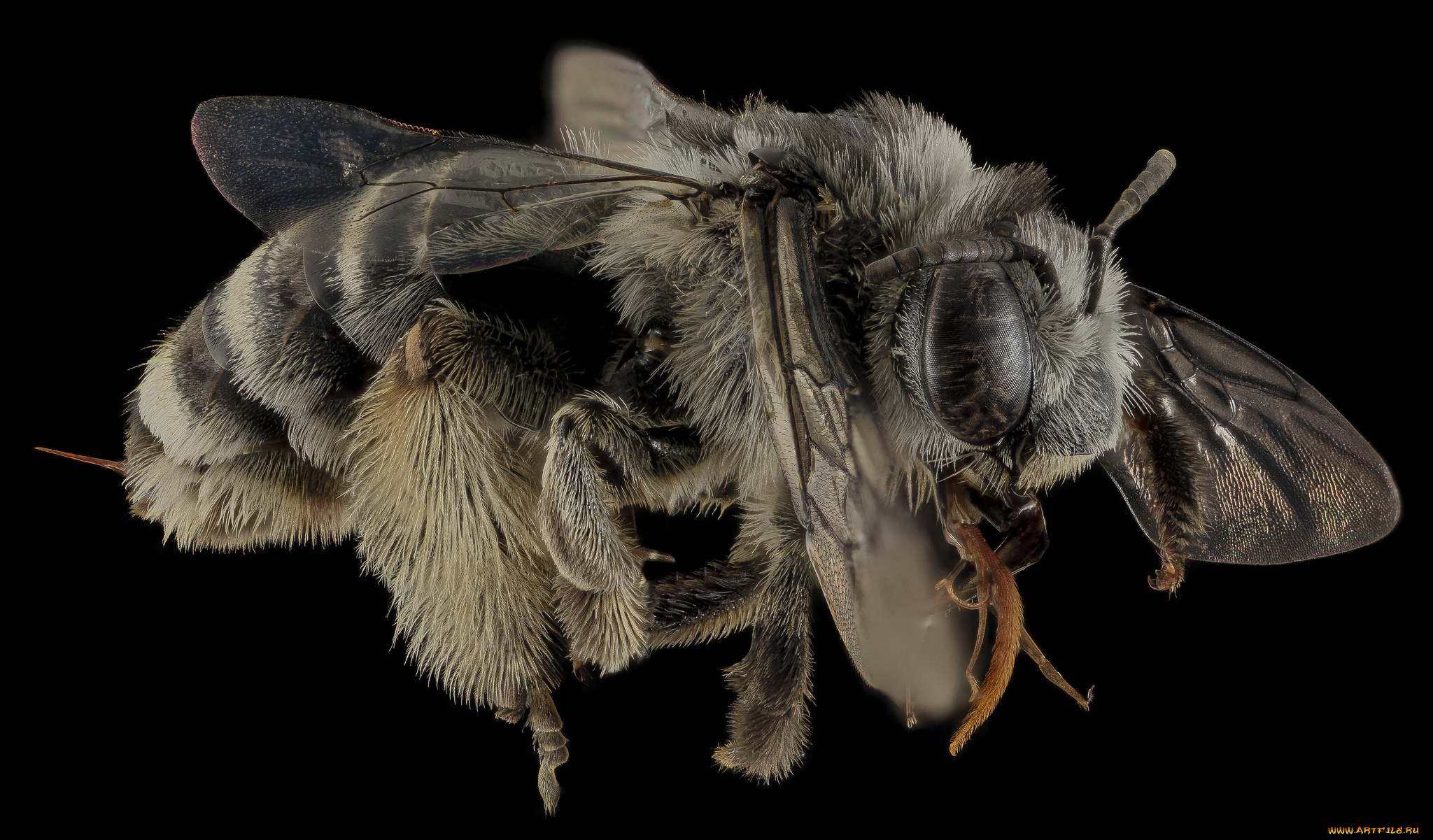 животные, пчелы, , осы, , шмели, насекомое, макросъемка