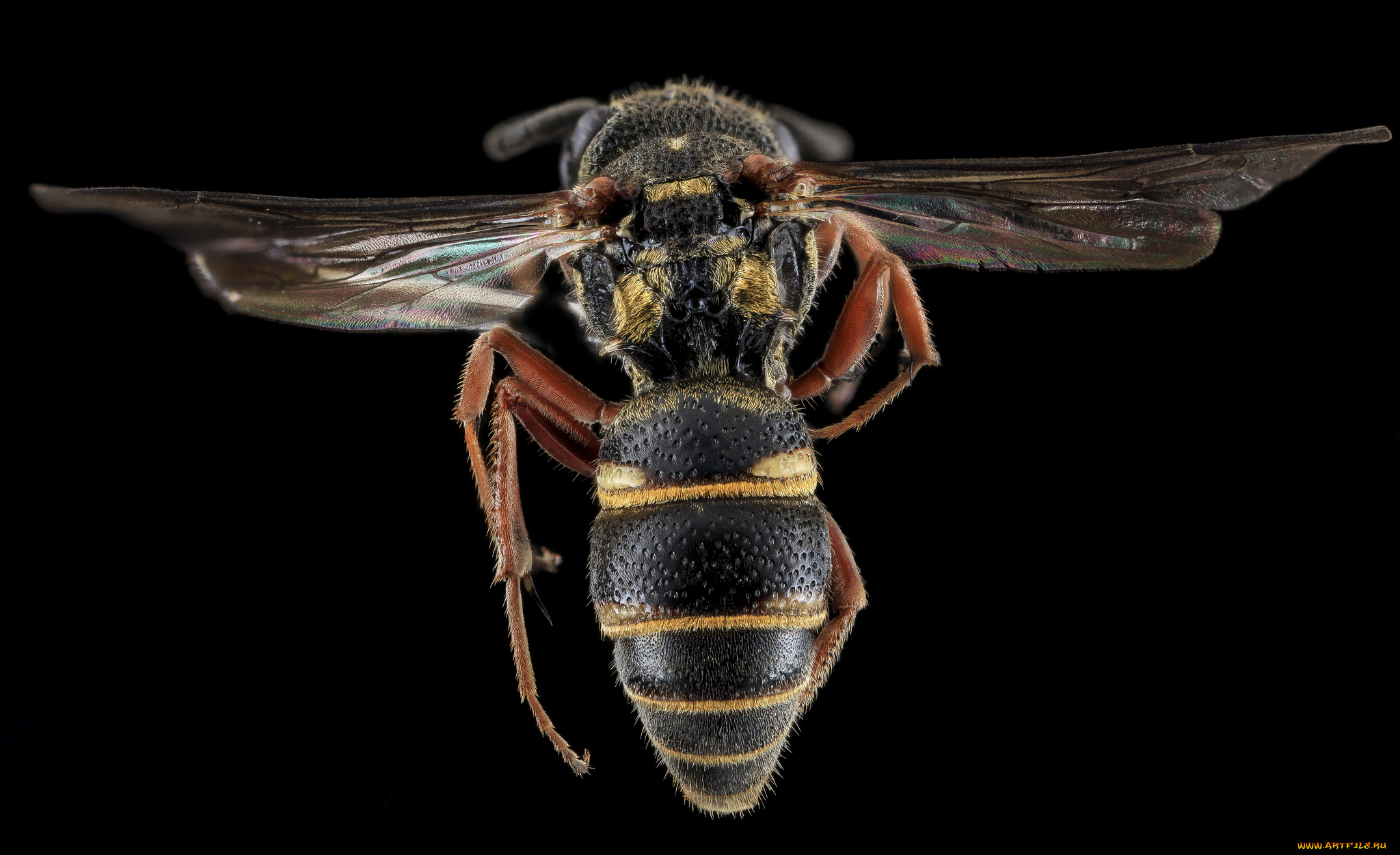 животные, насекомые, макросъемка, насекомое