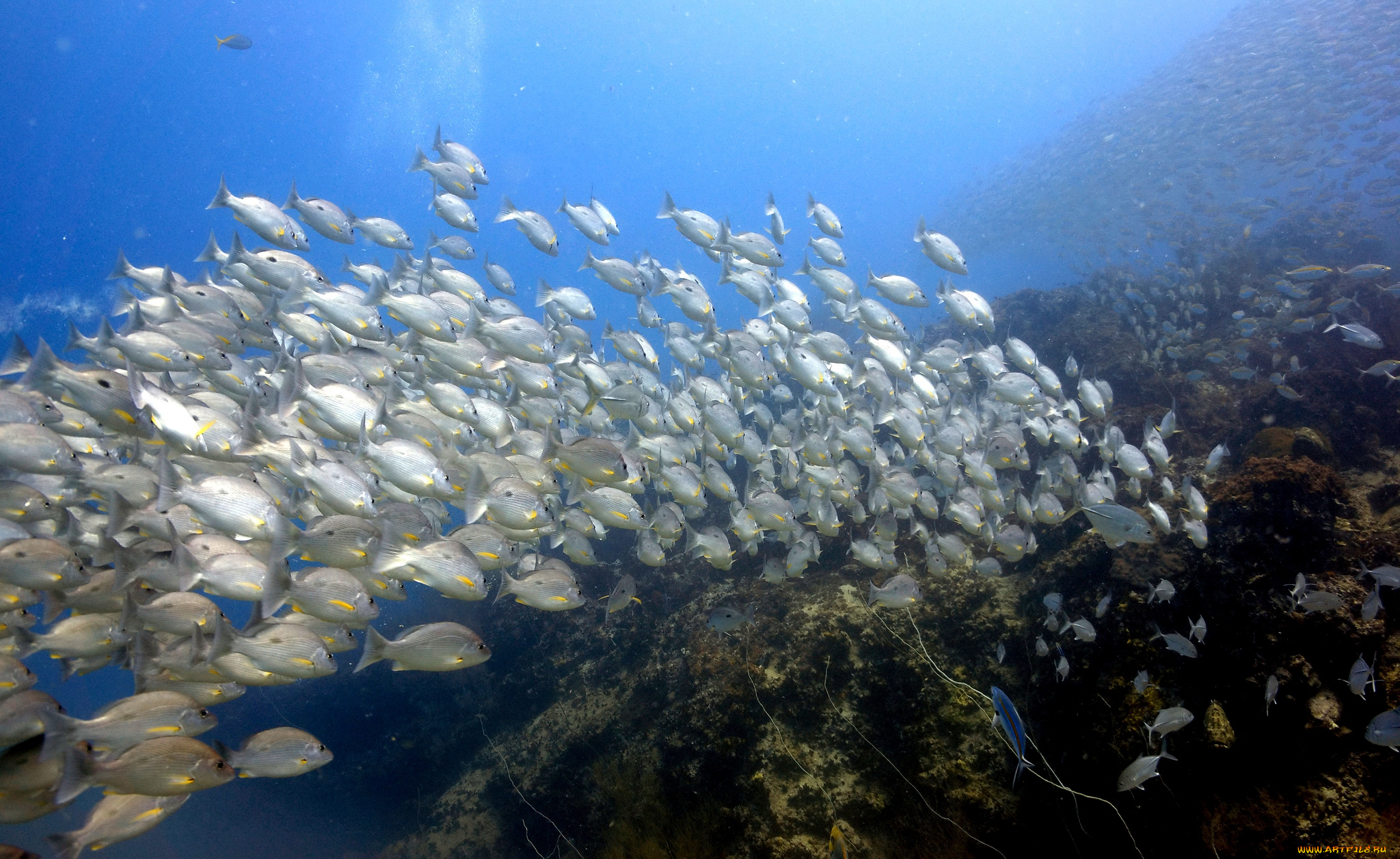 животные, рыбы, косяк