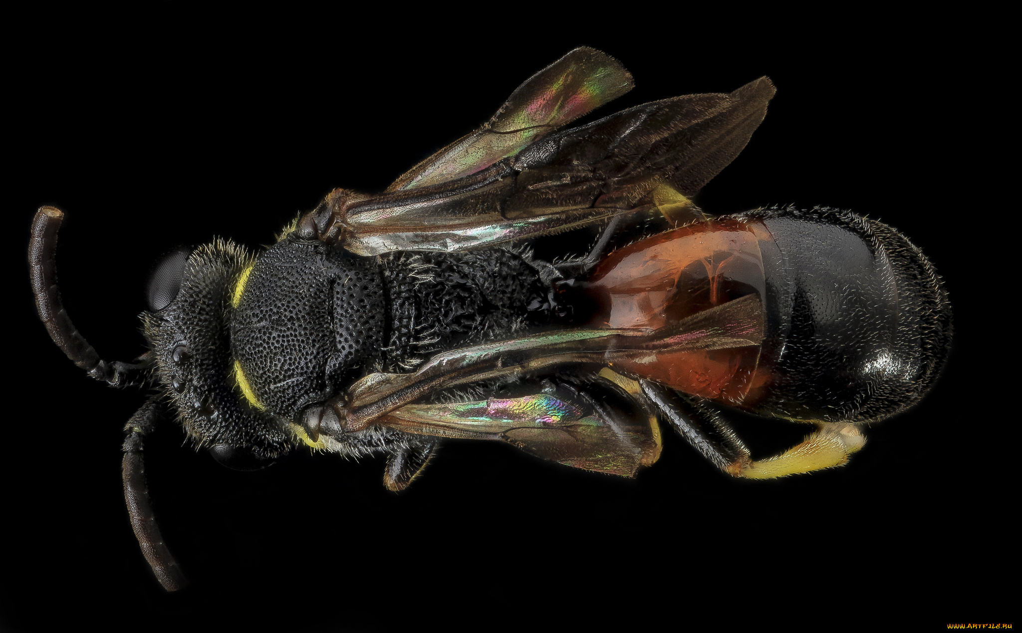 животные, насекомые, макросъемка, насекомое