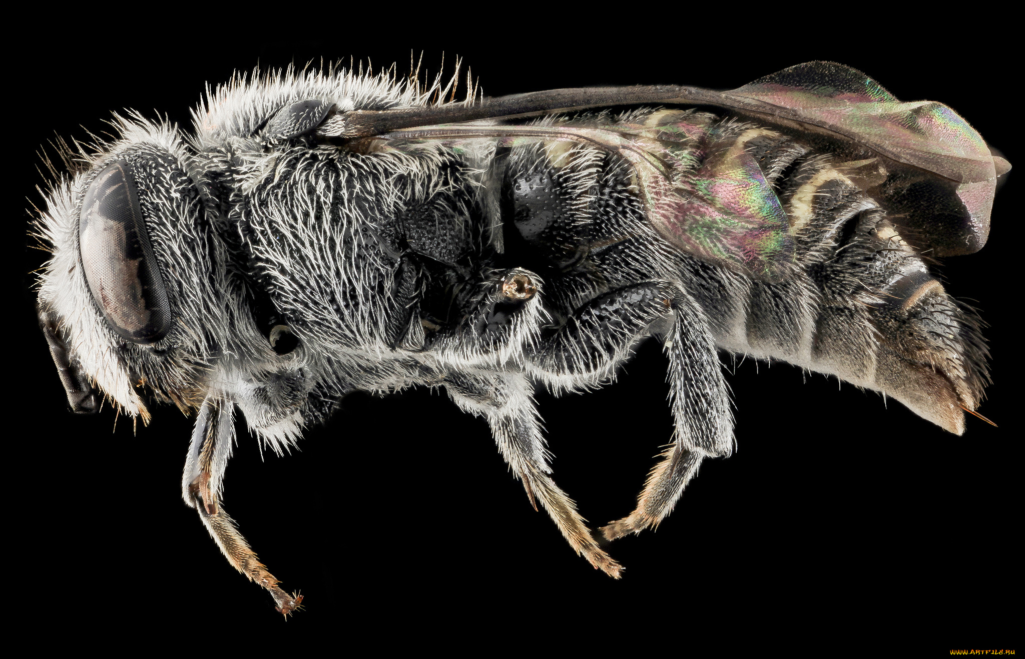 животные, насекомые, насекомое, макросъемка