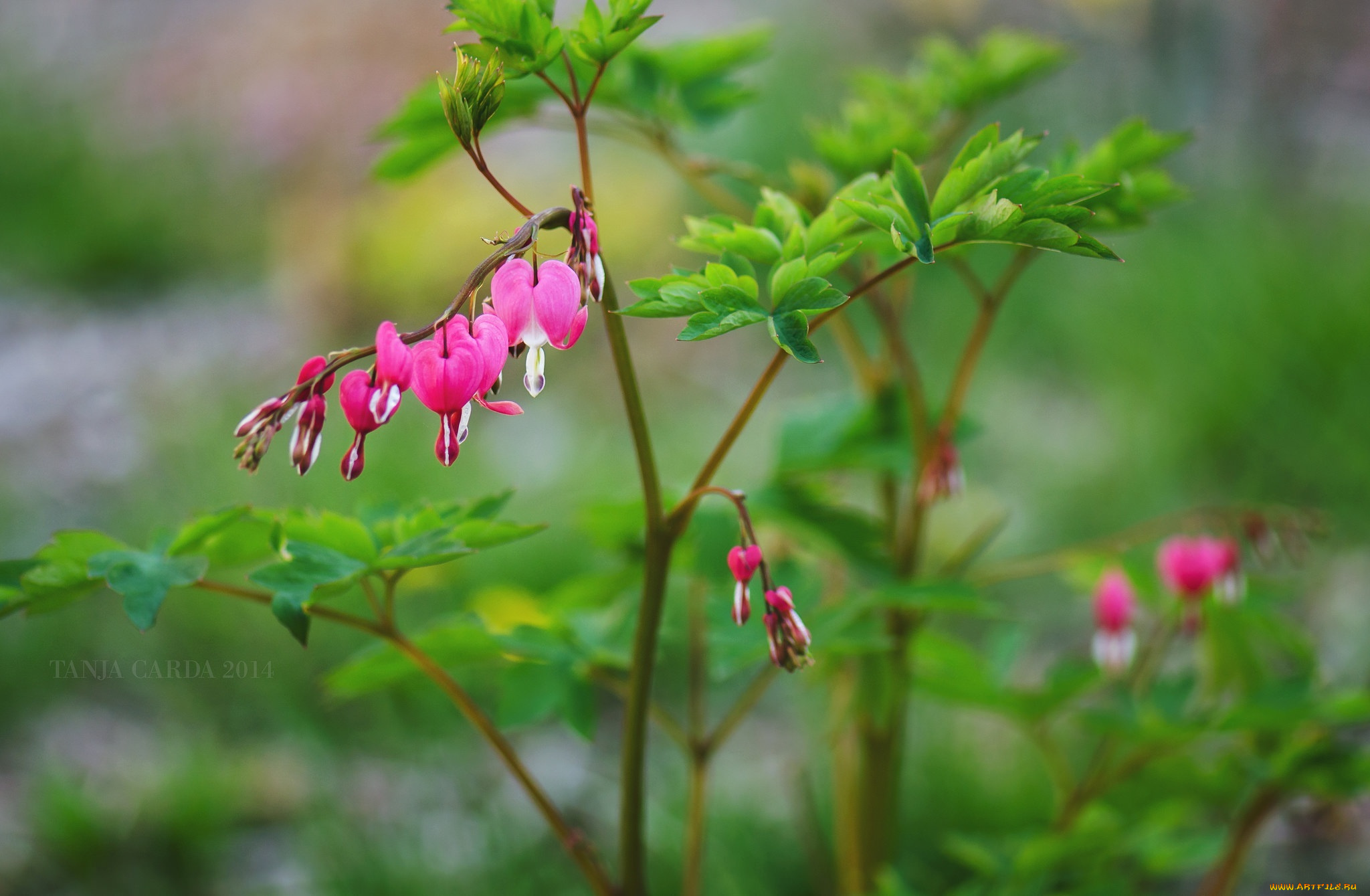 цветы, дицентра, , разбитое, сердце, макро, ветка, листья, розовый
