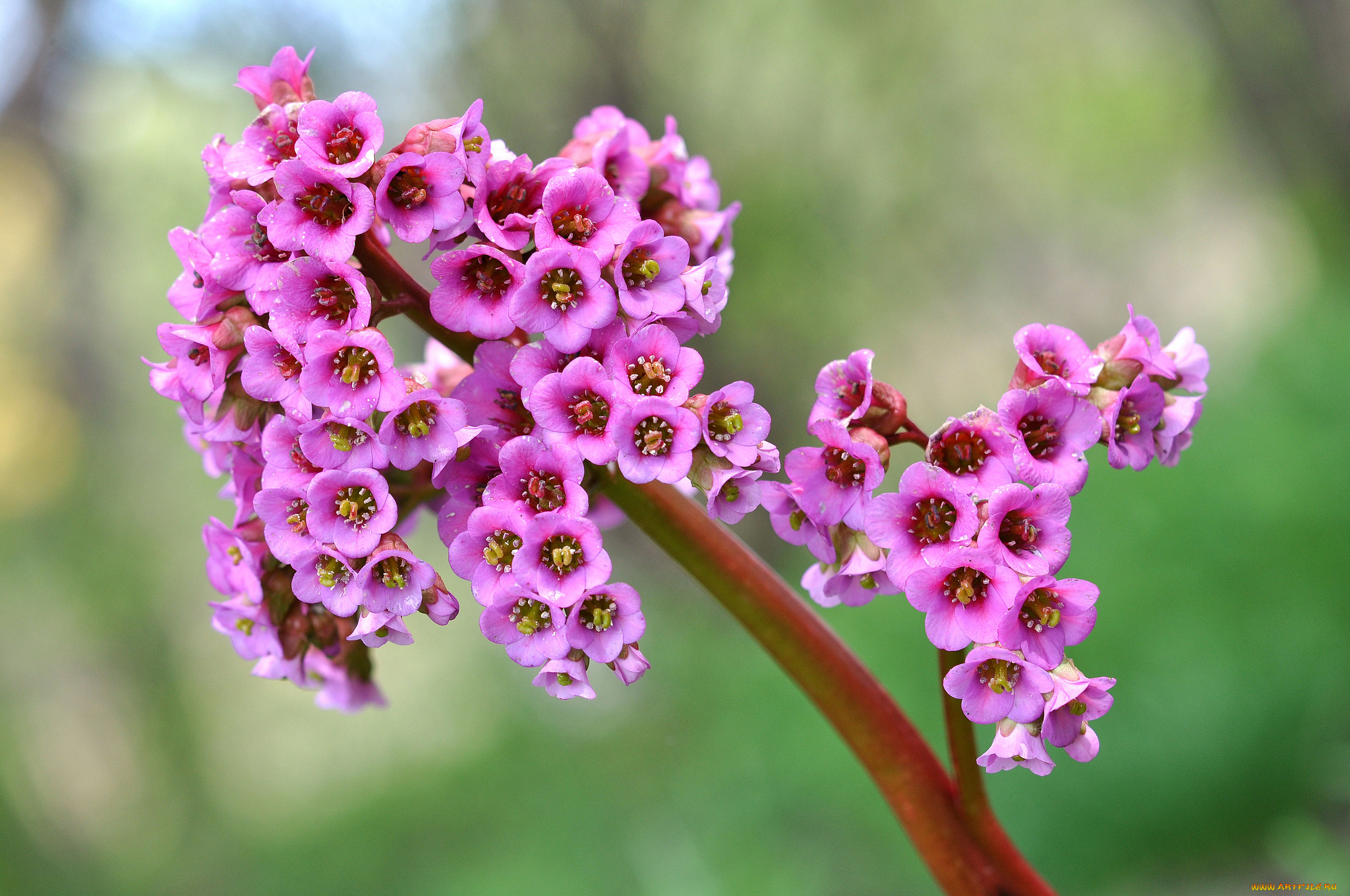 цветы, бадан, розовый