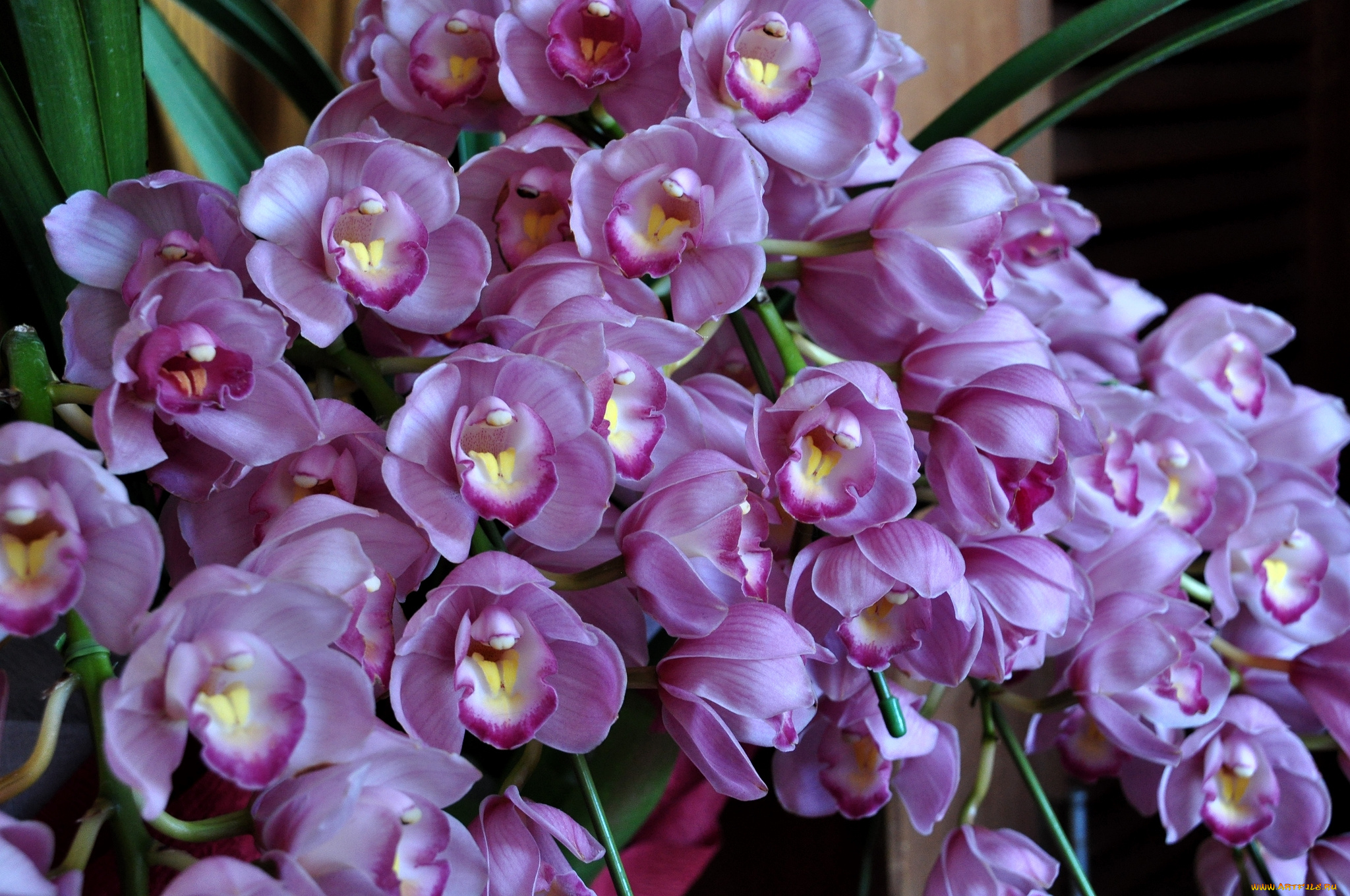 цветы, орхидеи, экзотика