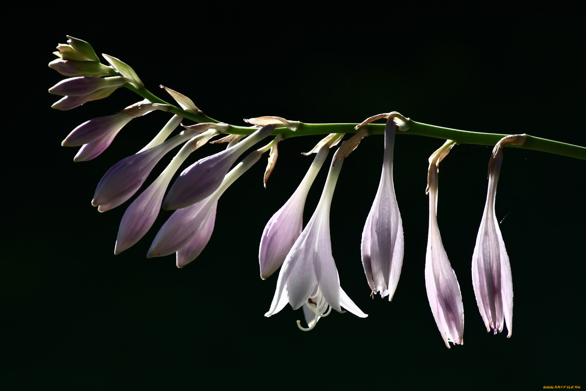 цветы, хоста, ветка