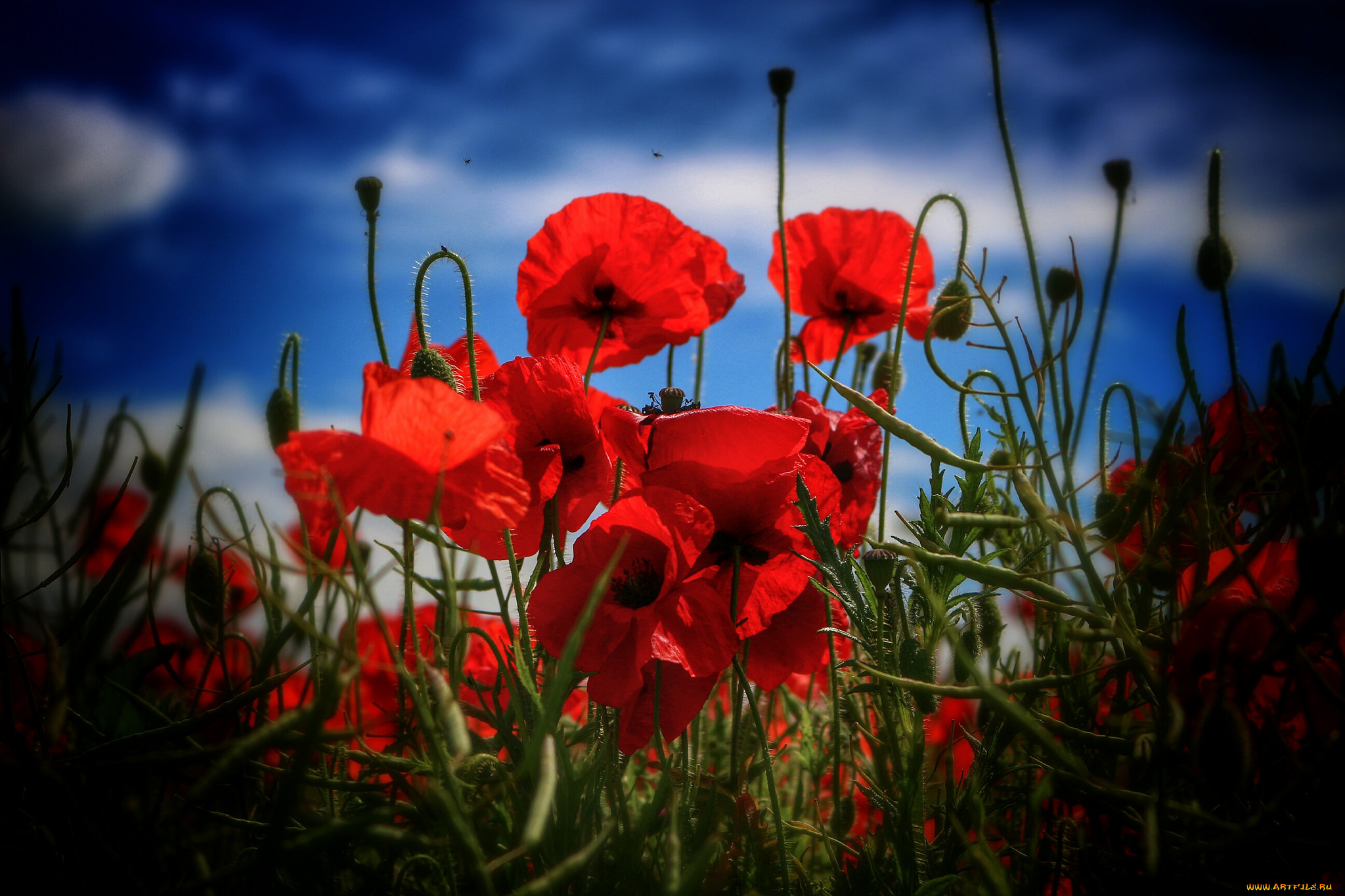 цветы, маки, красный