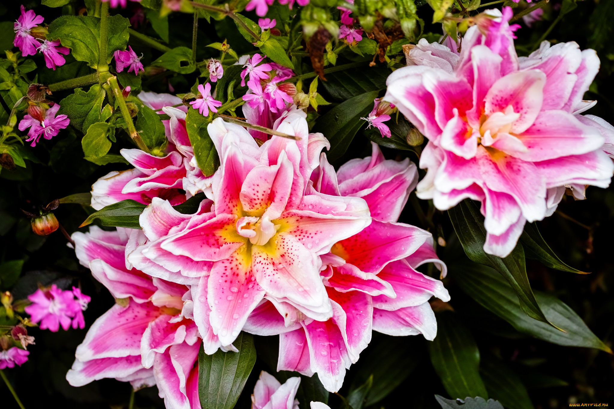 цветы, разные, вместе, лилии