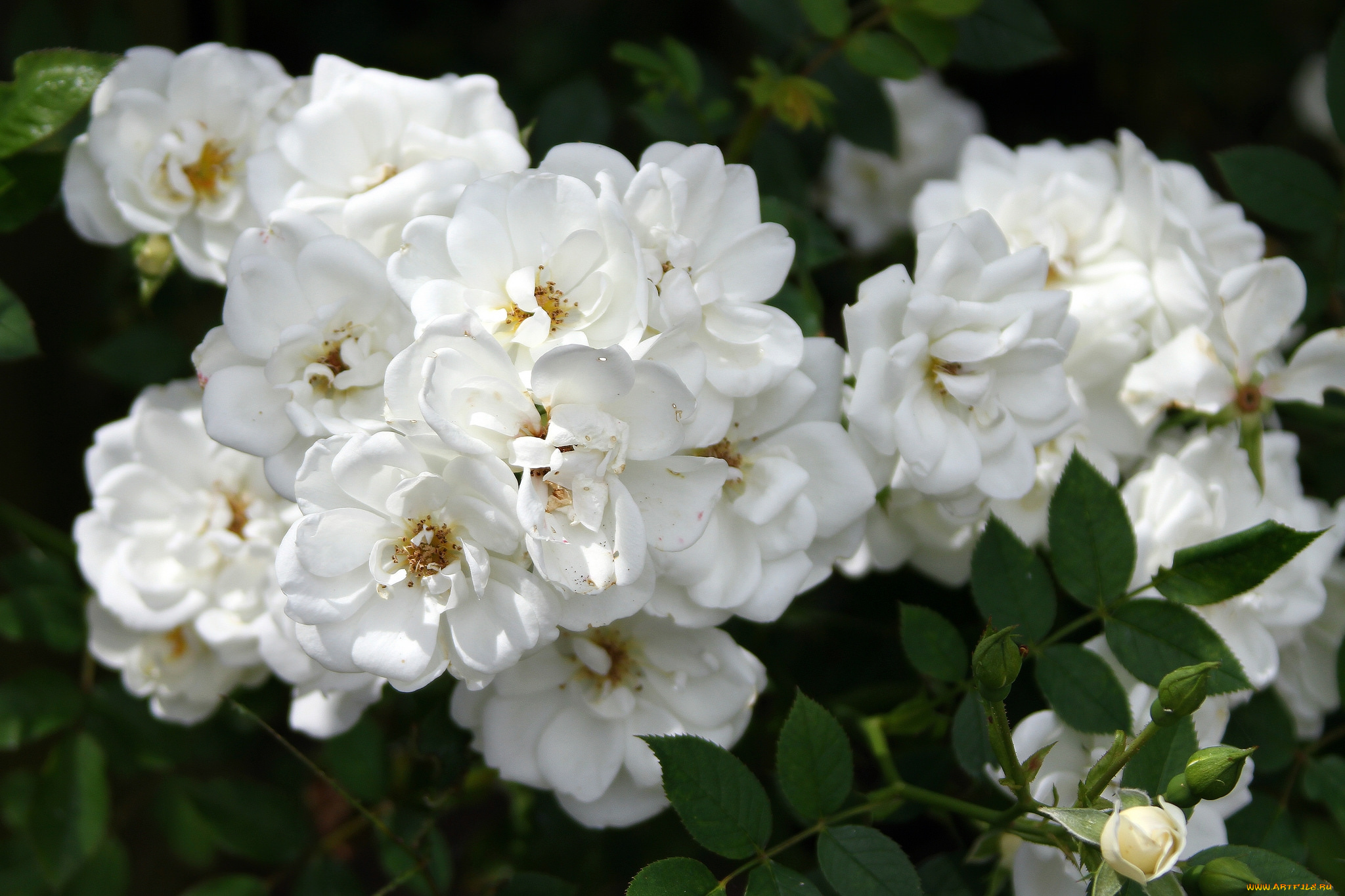 цветы, розы, белый