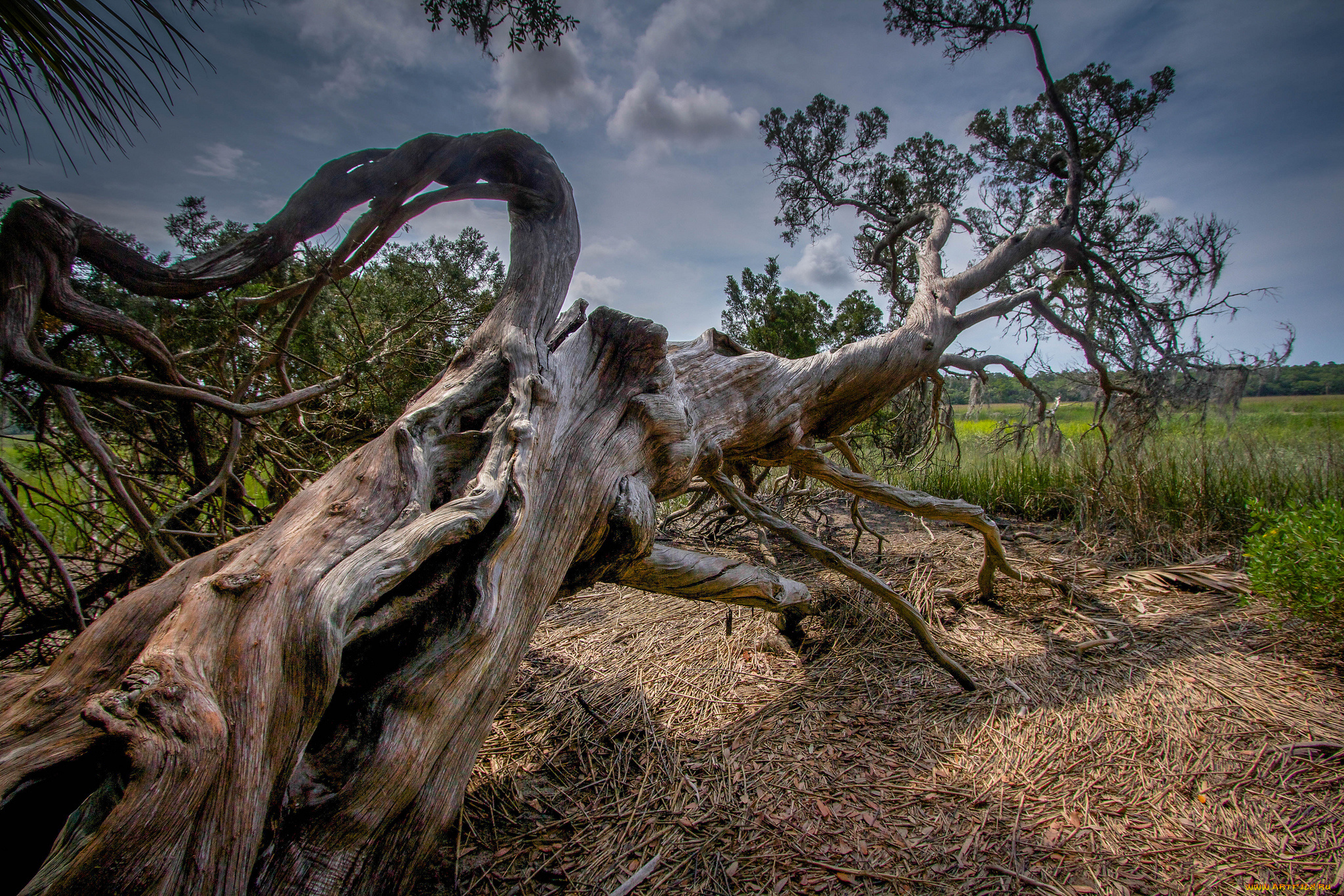 природа, деревья, трава, дерево, поле