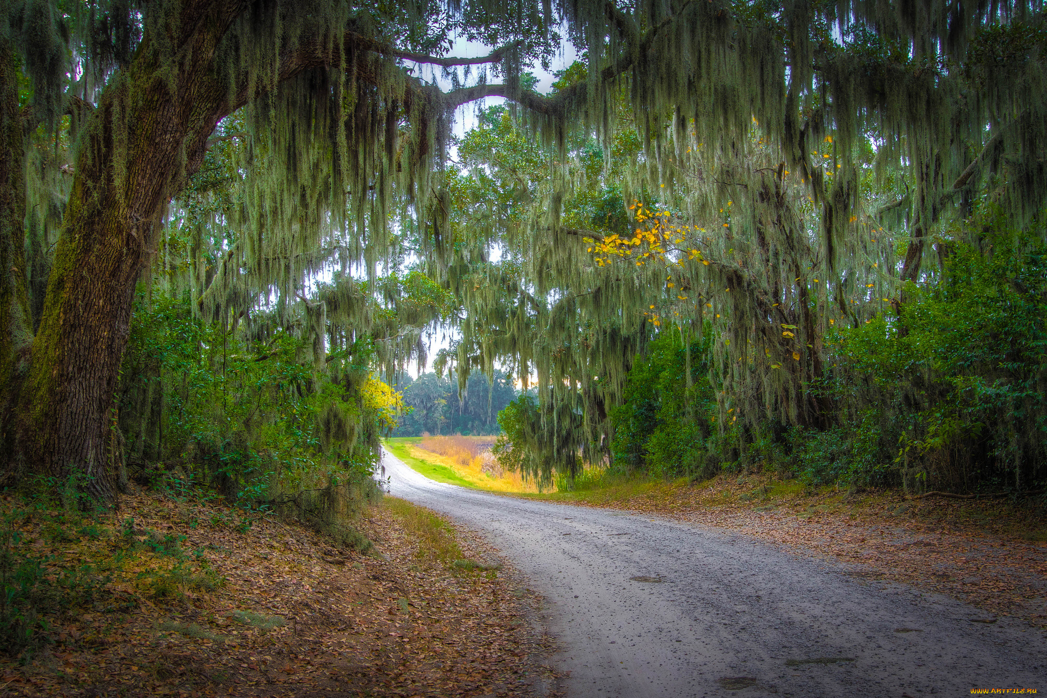 природа, дороги, дорога, осень, лес, листва