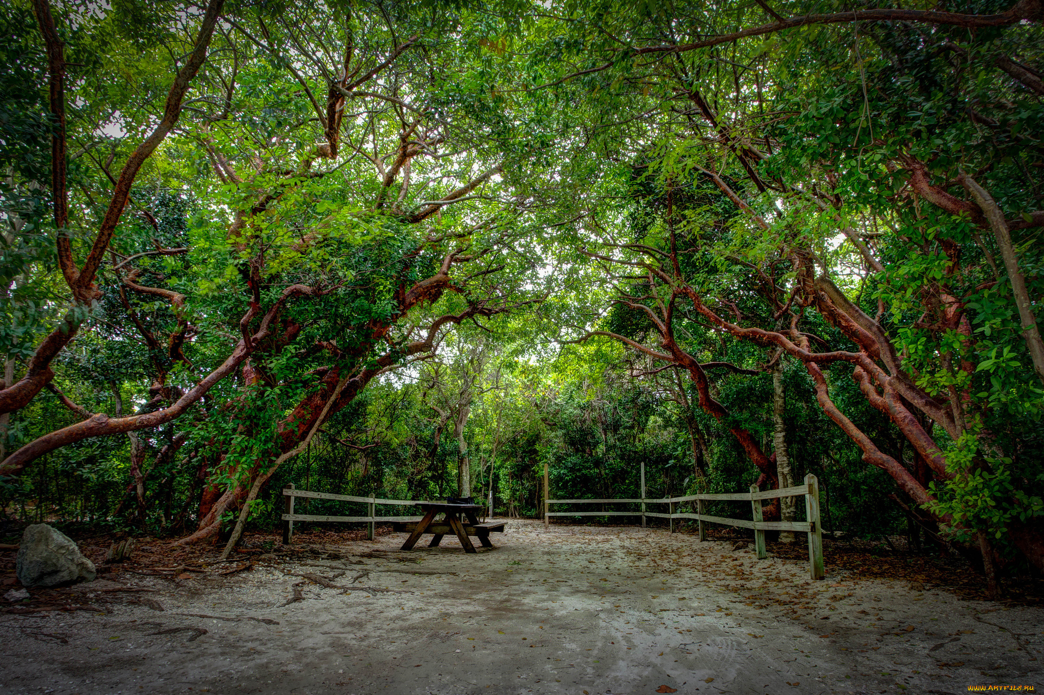 природа, дороги, изгородь, лес, дорожка