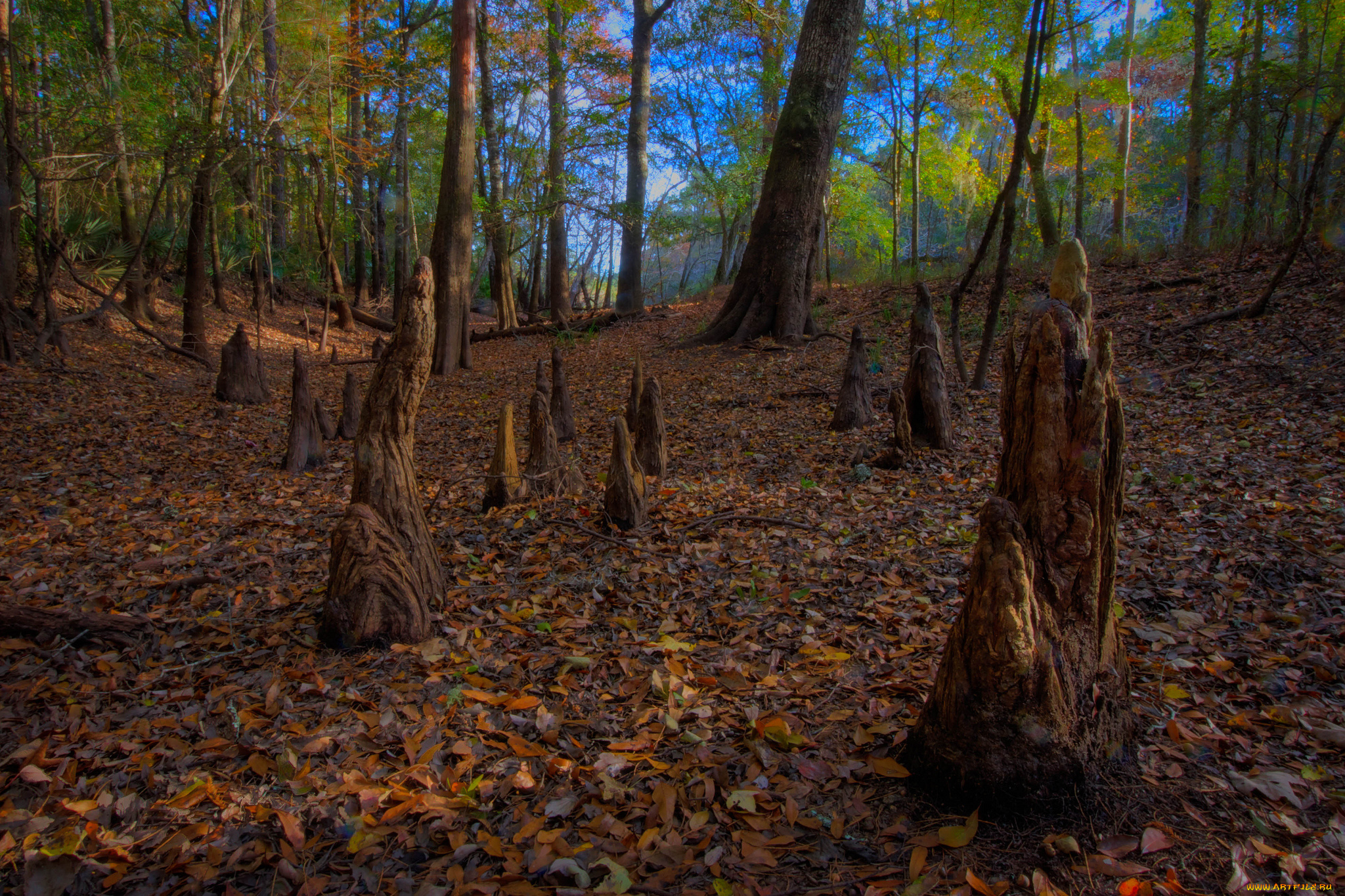 природа, лес, листва, пни