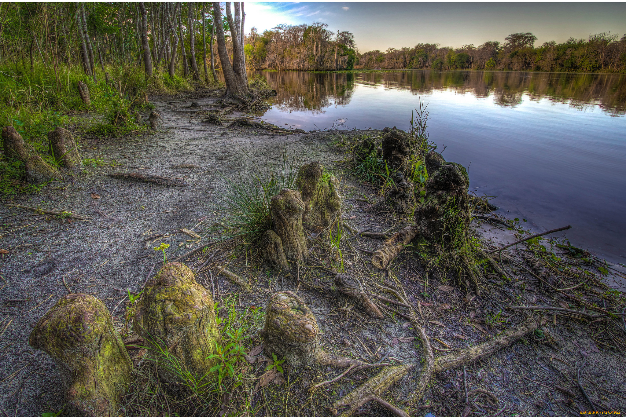 природа, реки, озера, кочки, лес, река, тропа