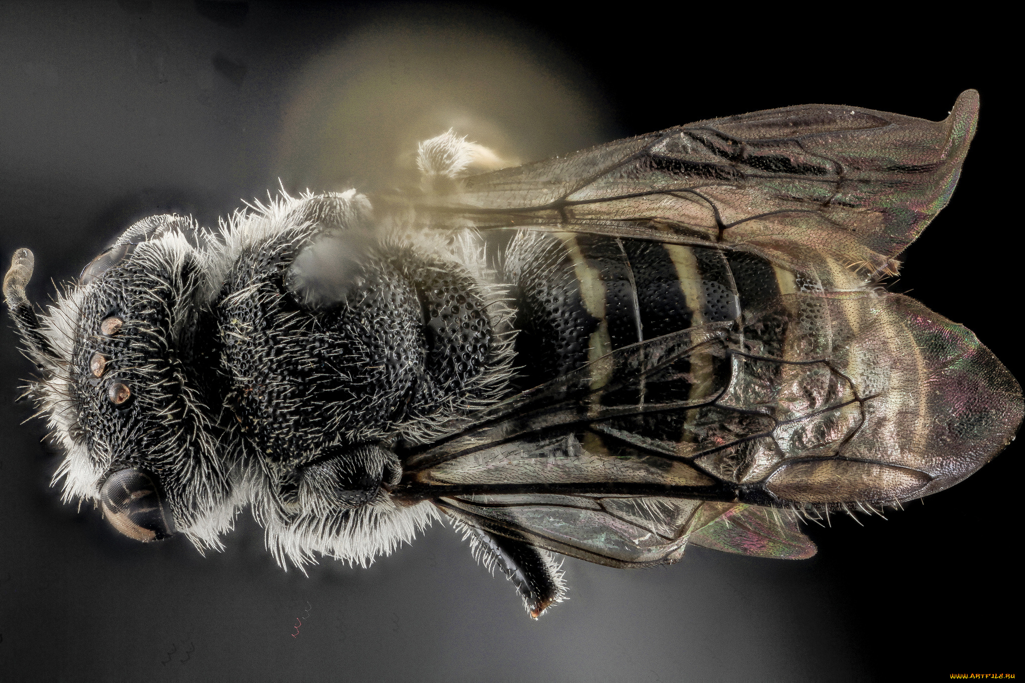 животные, насекомые, макросъемка, насекомое