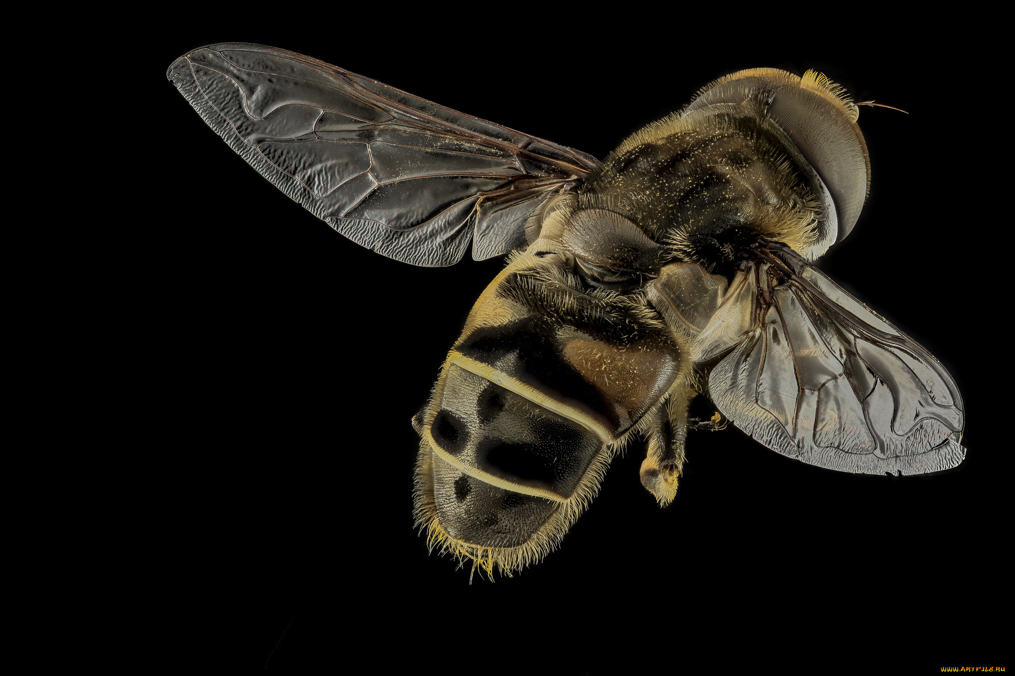 животные, насекомые, насекомое, макросъемка