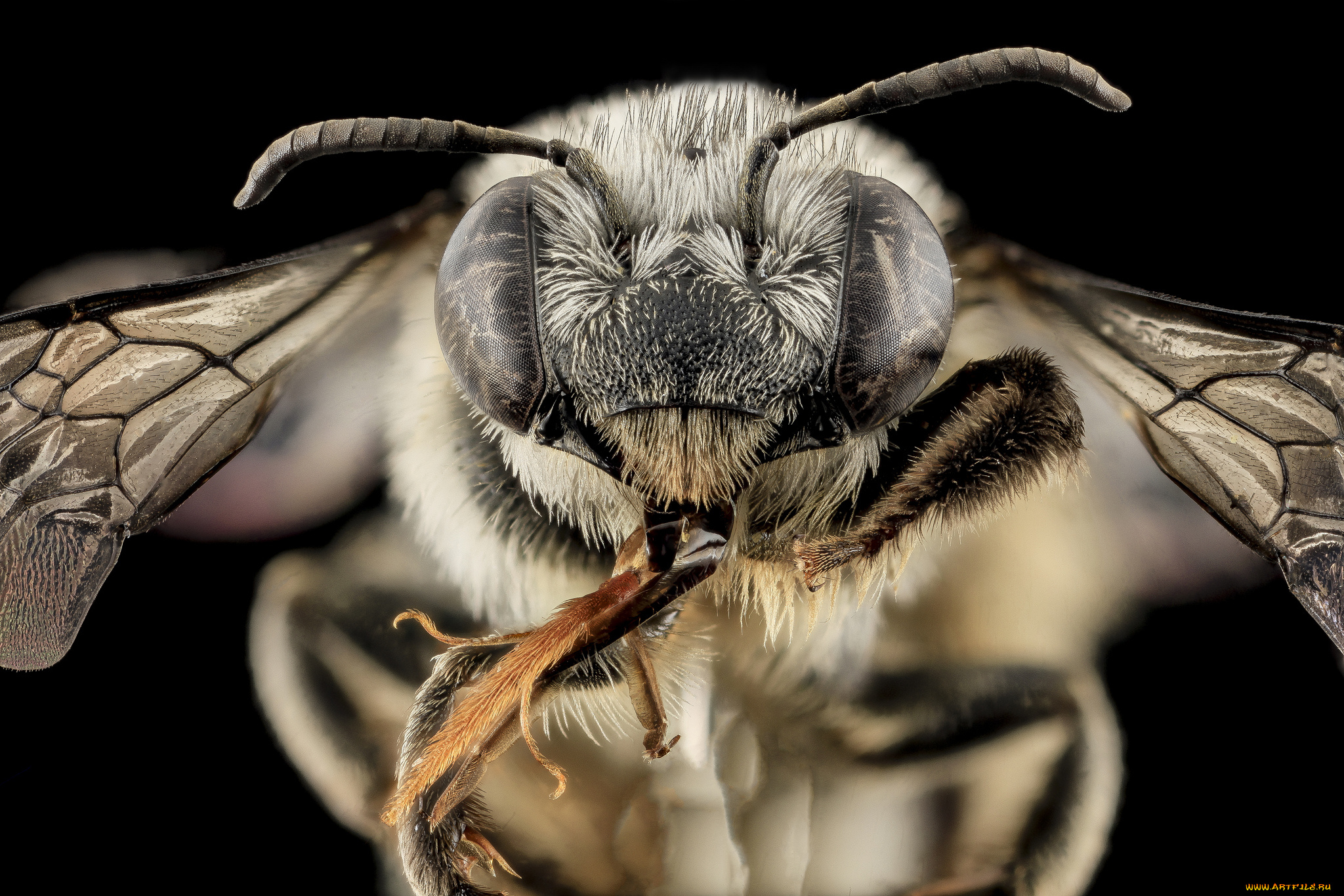 животные, пчелы, , осы, , шмели, насекомое, макросъемка