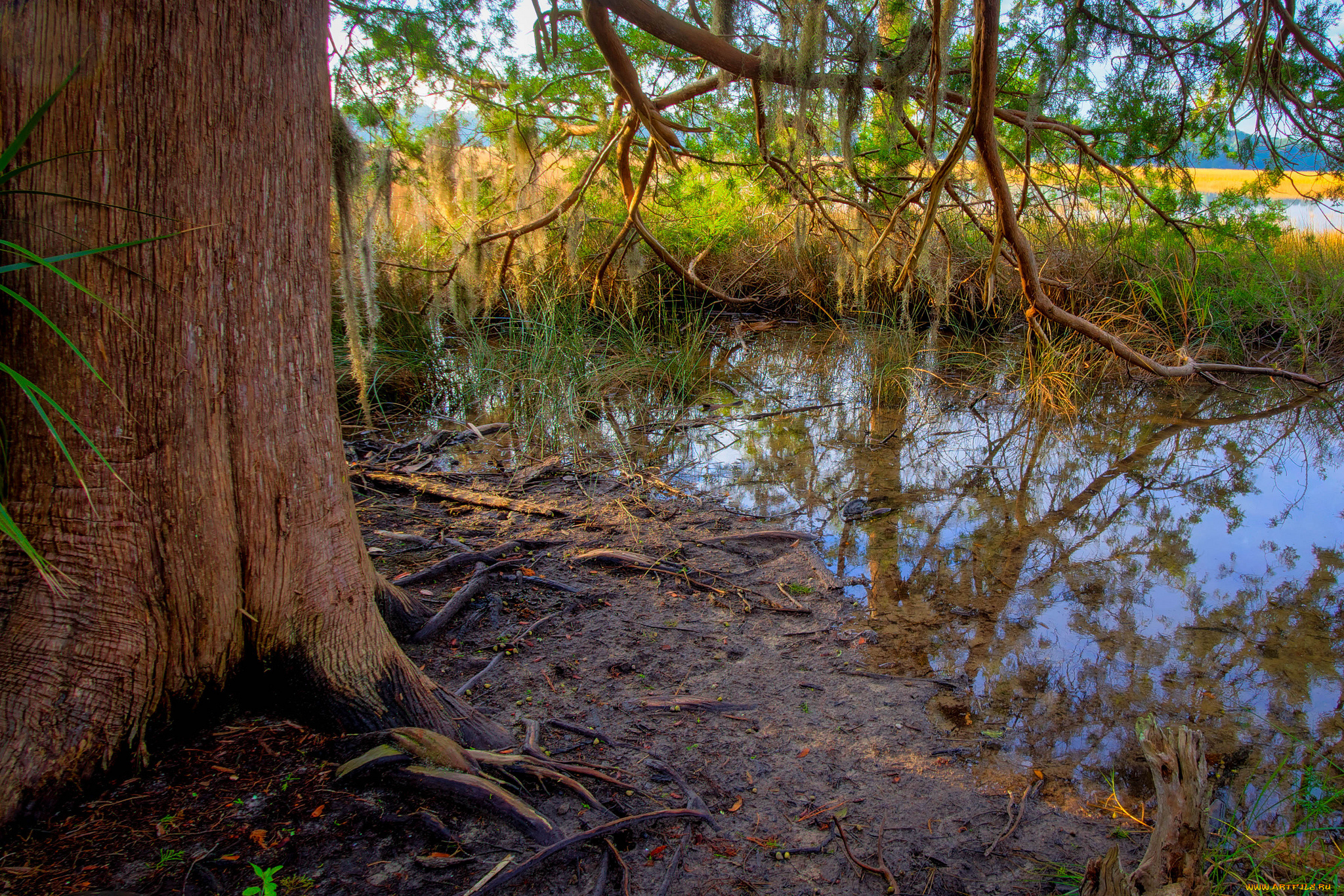 природа, реки, озера, осень, осока, водоем, лс