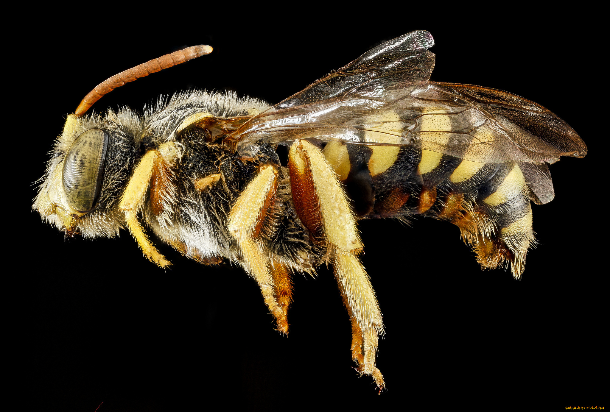 животные, насекомые, макросъемка, насекомое