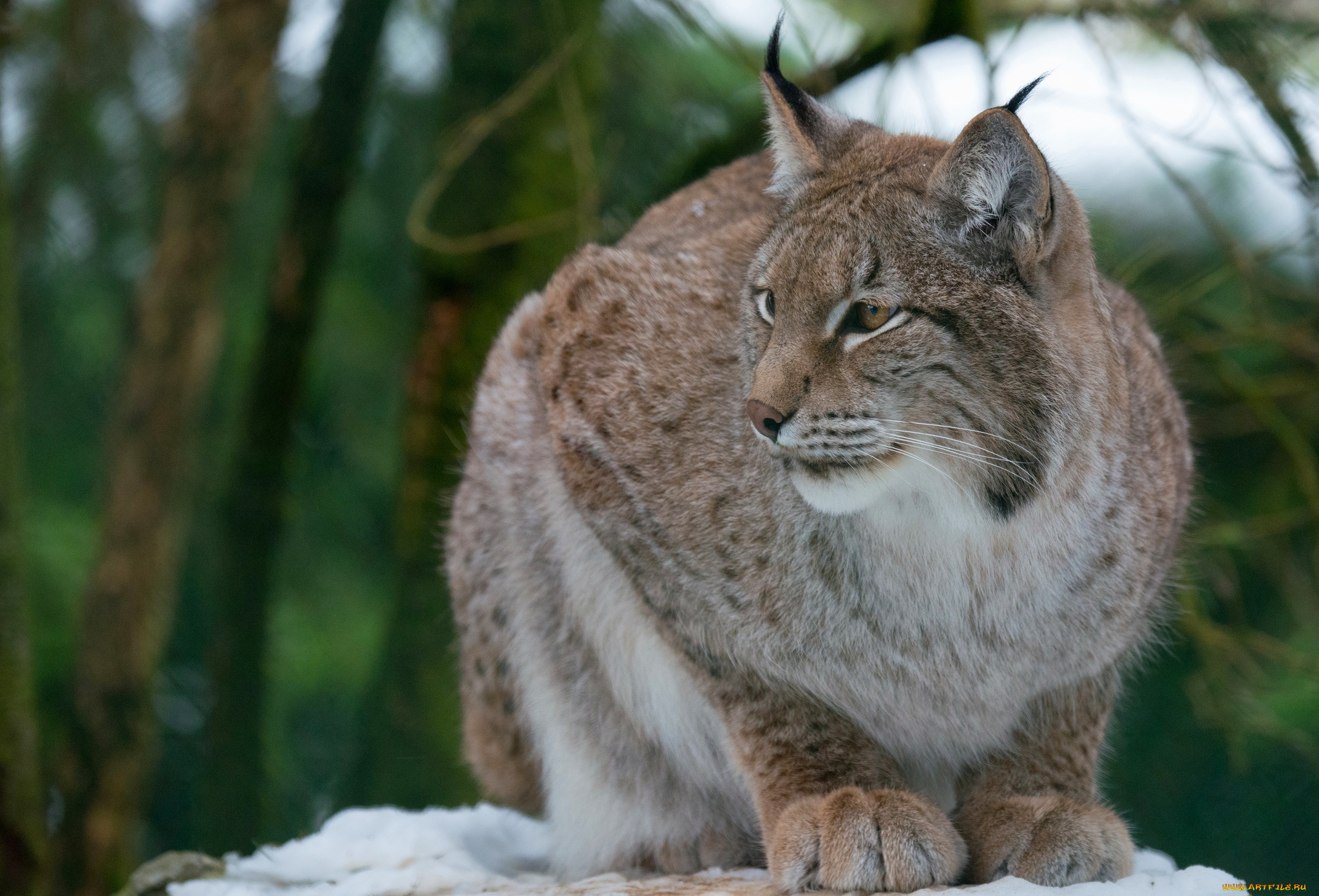 животные, рыси, кошка