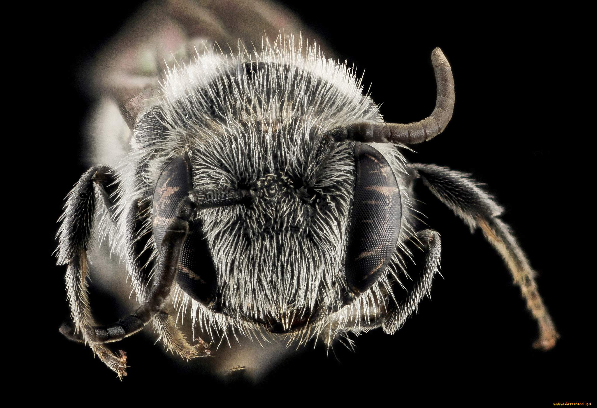 животные, насекомые, макросъемка, насекомое